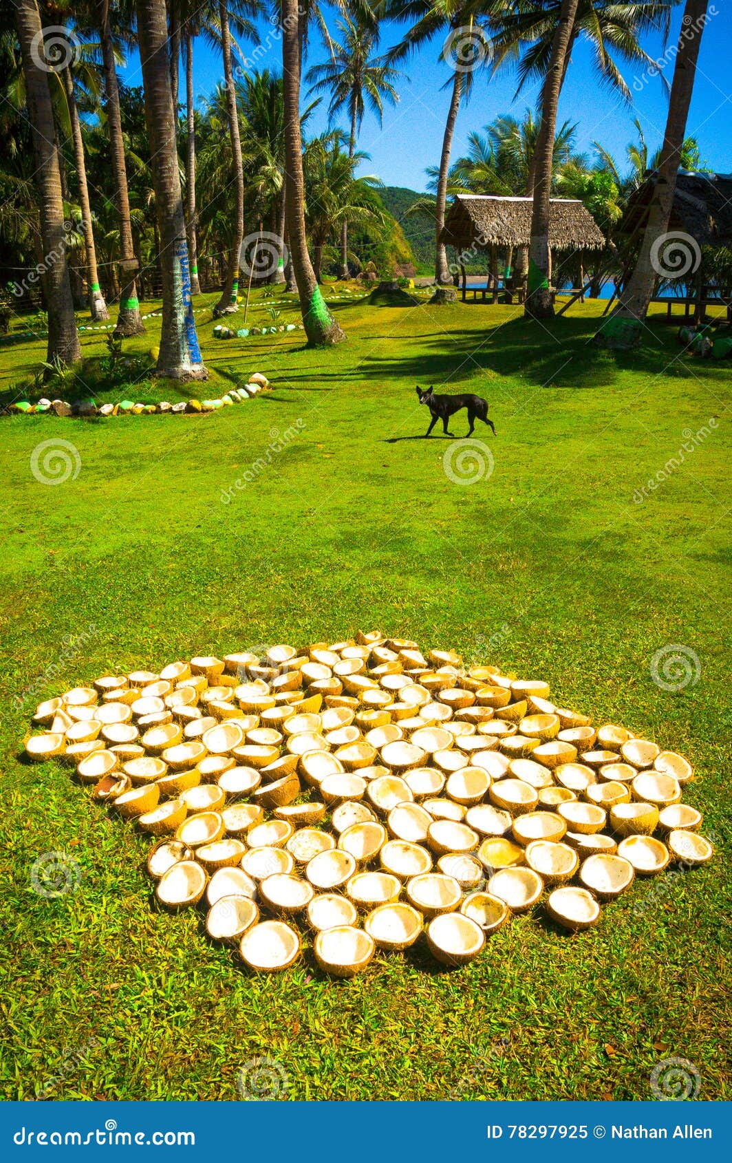 Cocos que se secan en la isla Sun. El coco parte en dos la sequedad en el sol por la playa