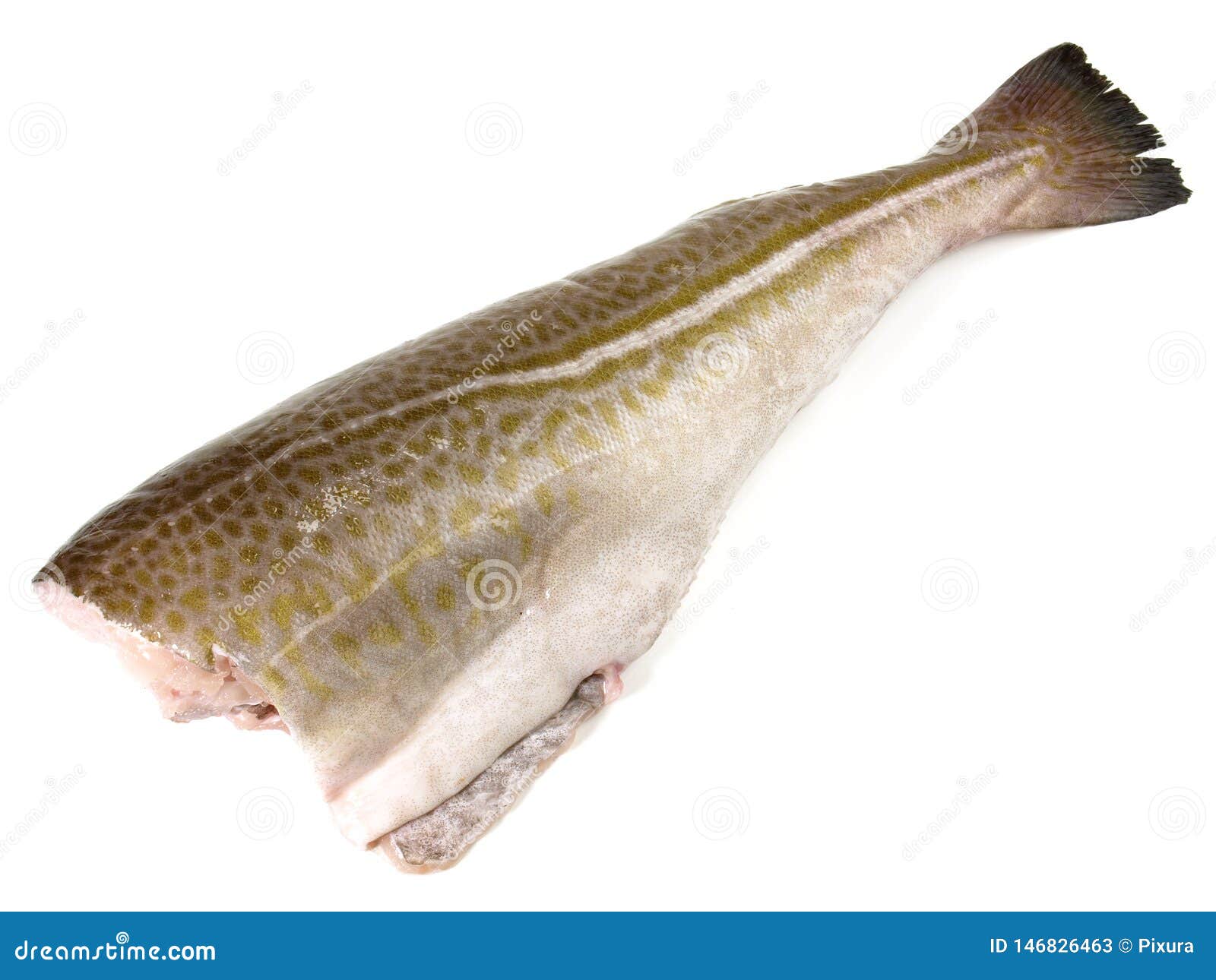 Cod Fish without Head stock image. Image of gourmet