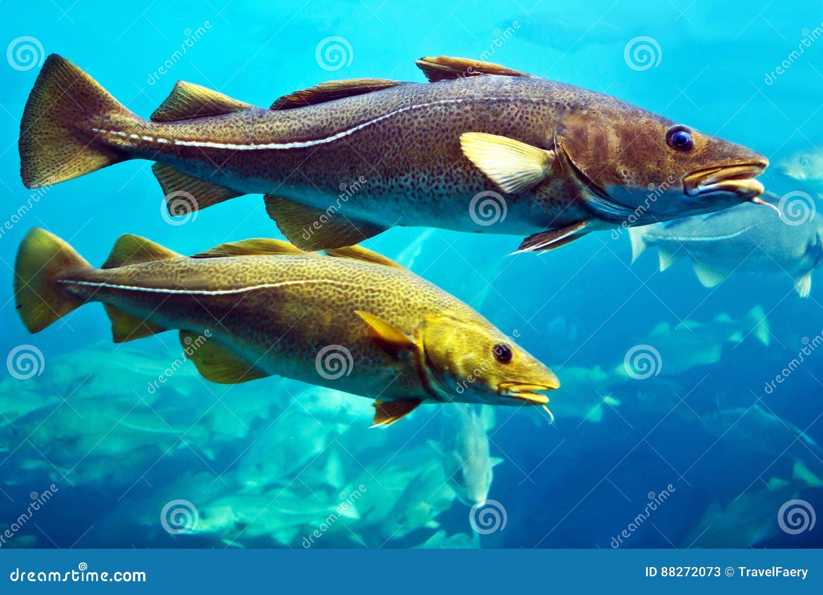 Floating Fish Images – Browse 986 Stock Photos, Vectors, and