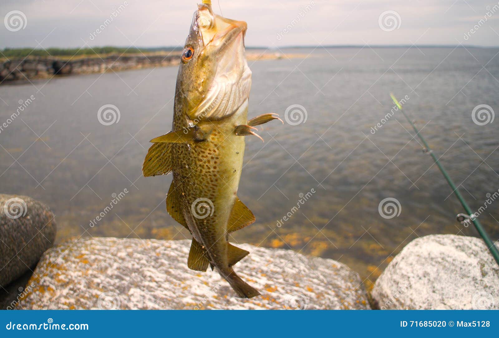 Cod on Fishingrod on Background of Sea Stock Photo Image of north