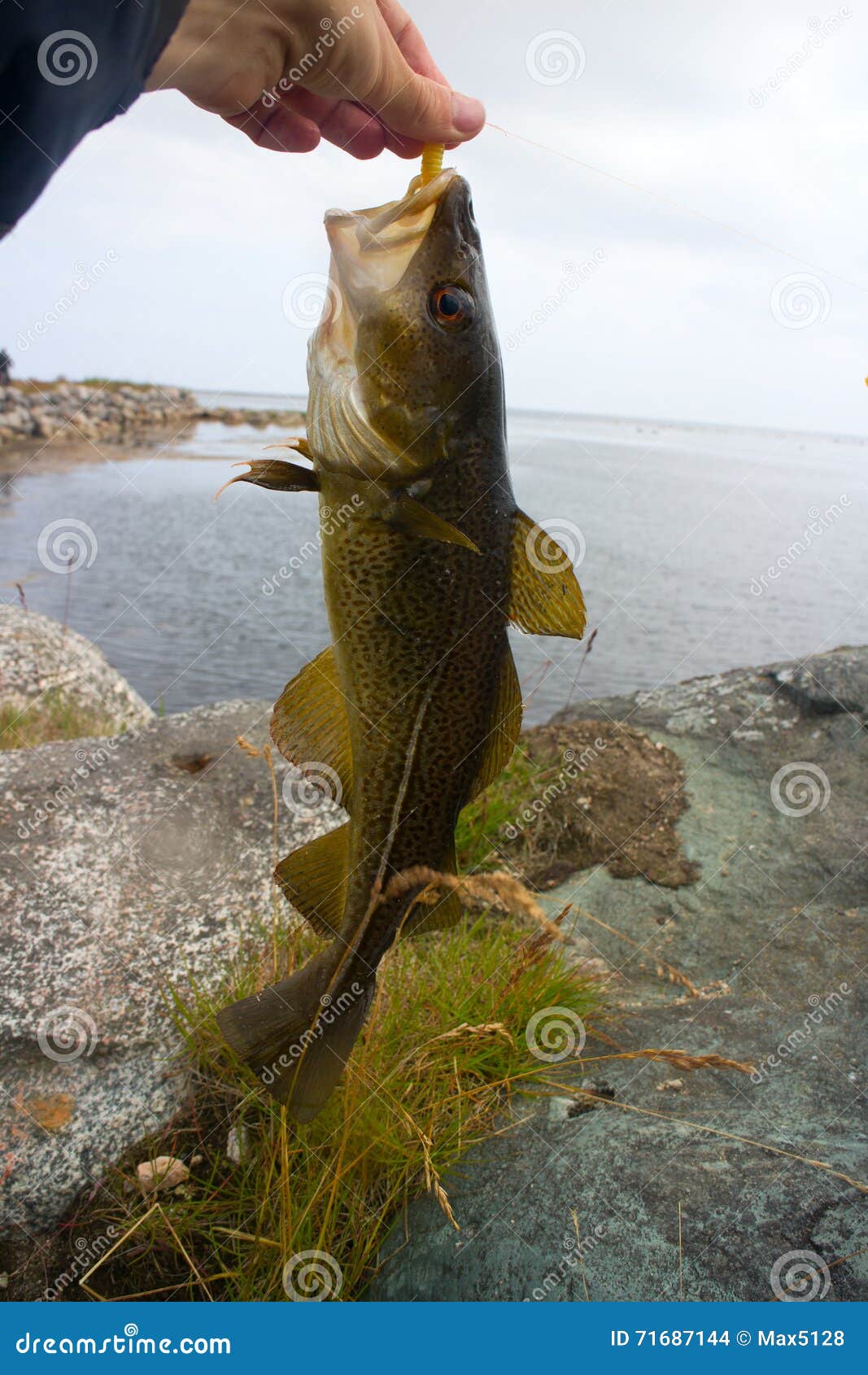 Cod on Fishingrod on Background of Sea Stock Photo Image of island