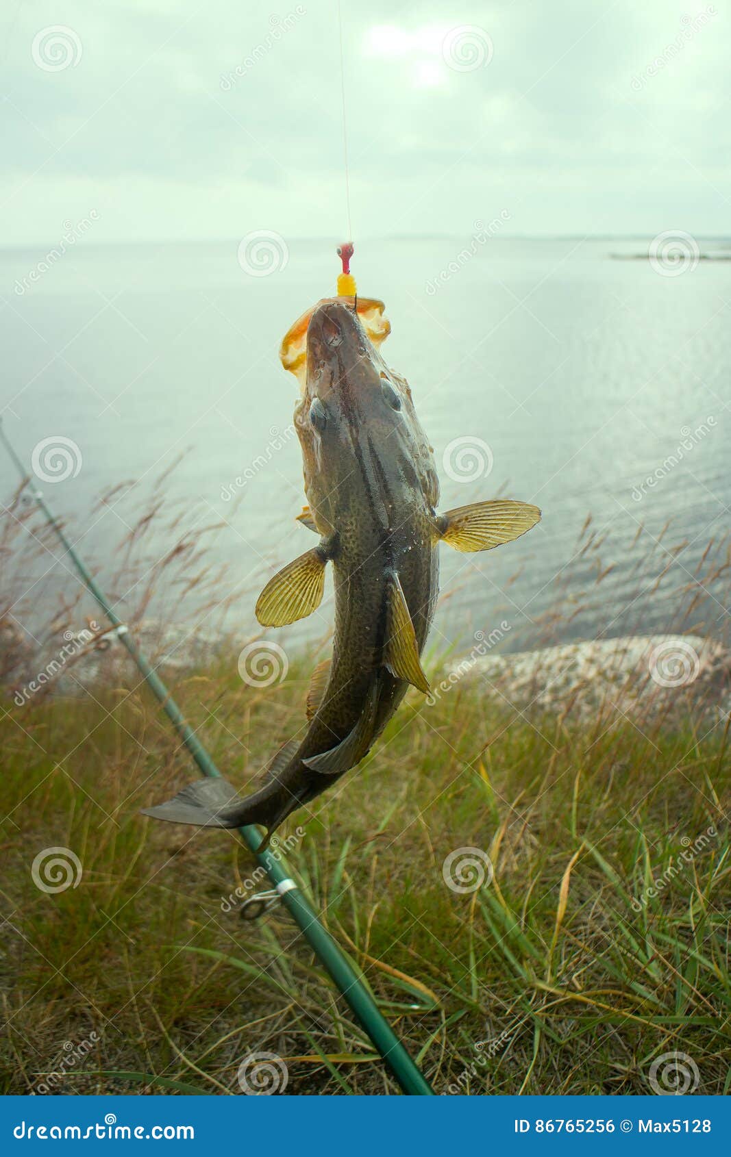 Cod on Fishingrod on Background of Sea Stock Photo Image of angling