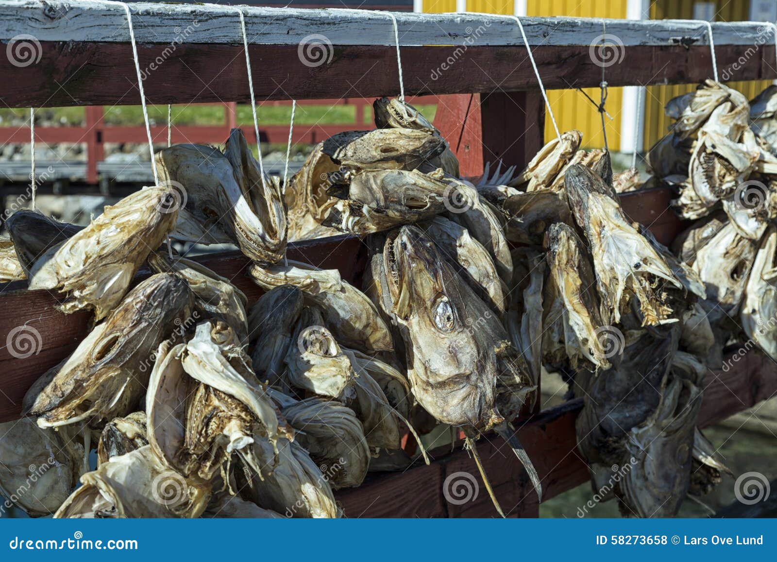 Cod heads stock photo. Image of lofoten, nature, visit 58273658