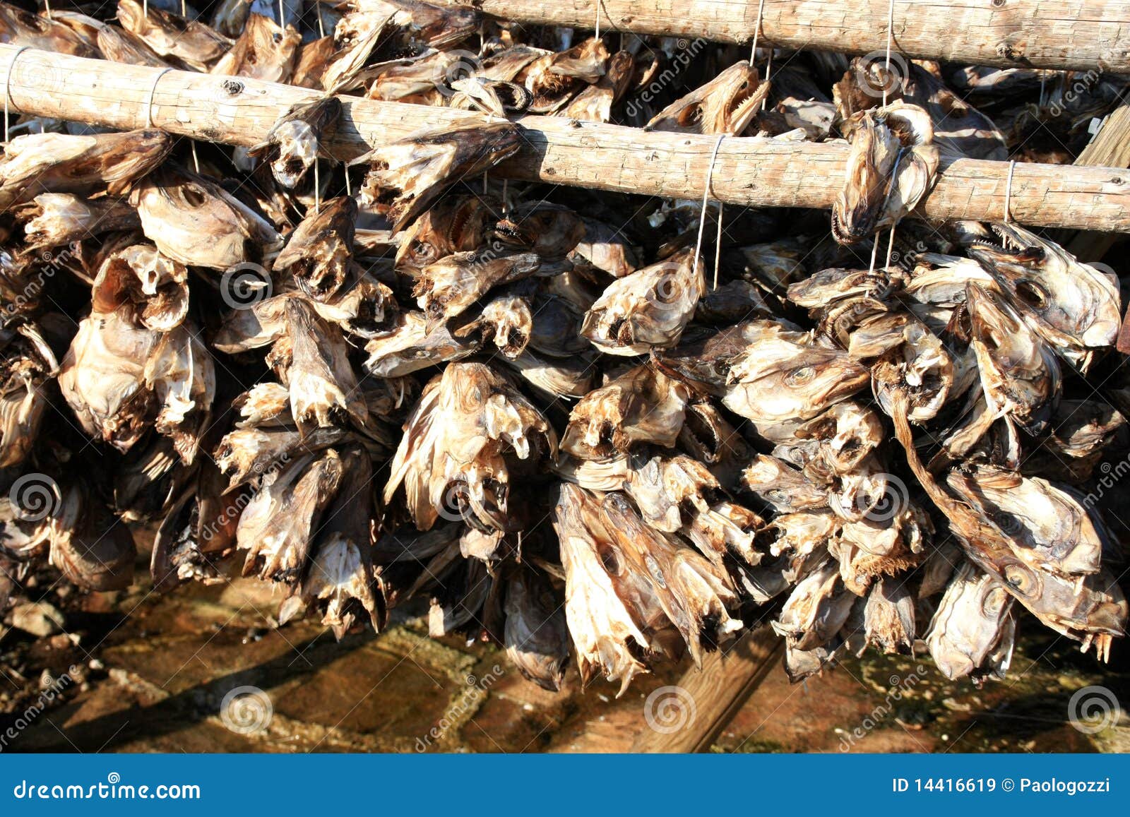 Cod s heads near Sakrisoy stock image. Image of color 14416619