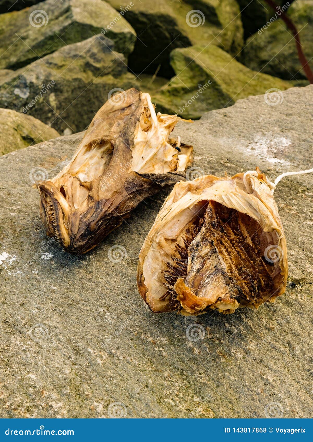 Cod Stockfish.Industrial Fishing in Norway Stock Photo - Image of