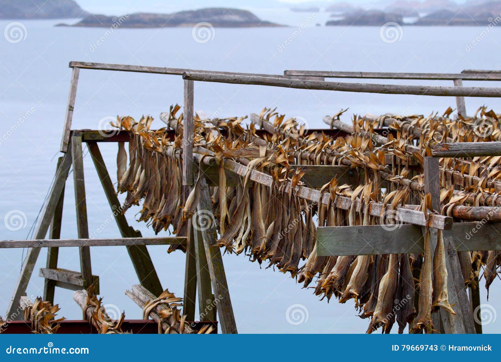 Cod Stockfish.Industrial Fishing in Norway Stock Photo - Image of