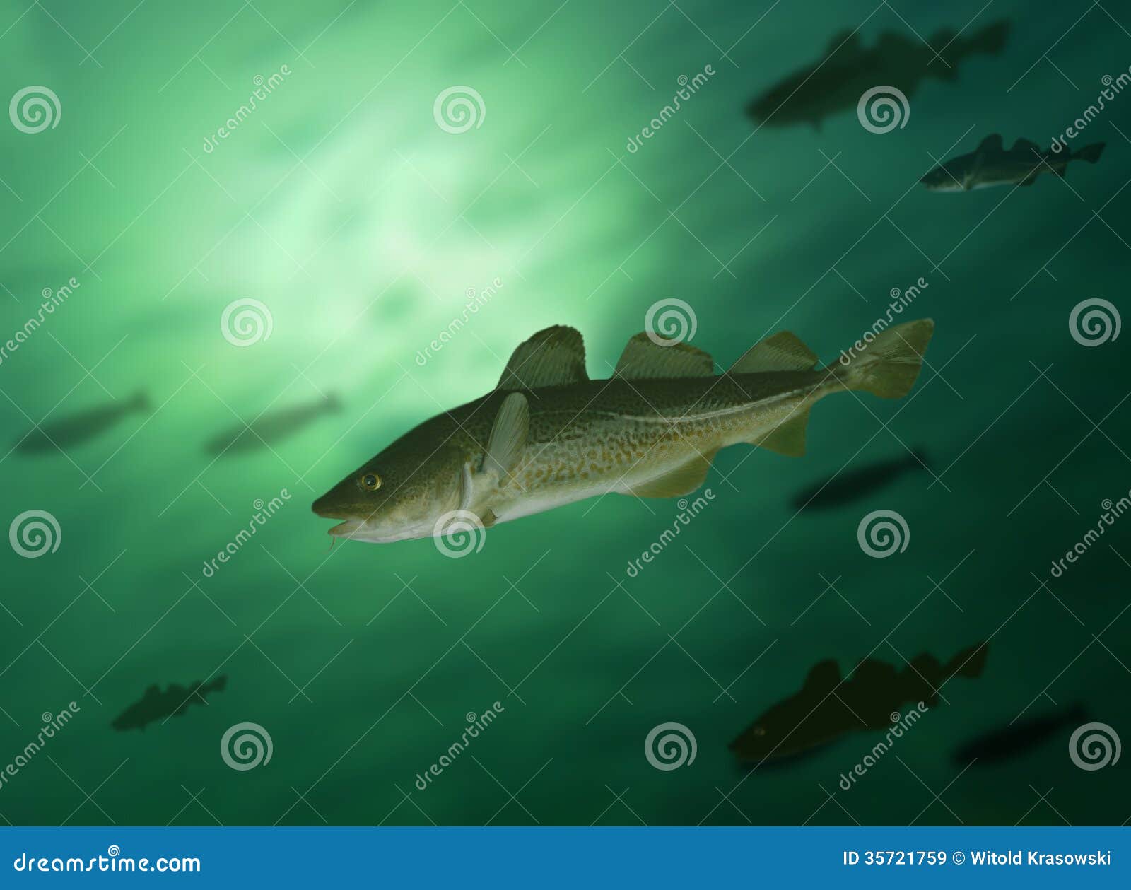 Codfish stock image. Image of seafood, animal, fish, predator 35721759