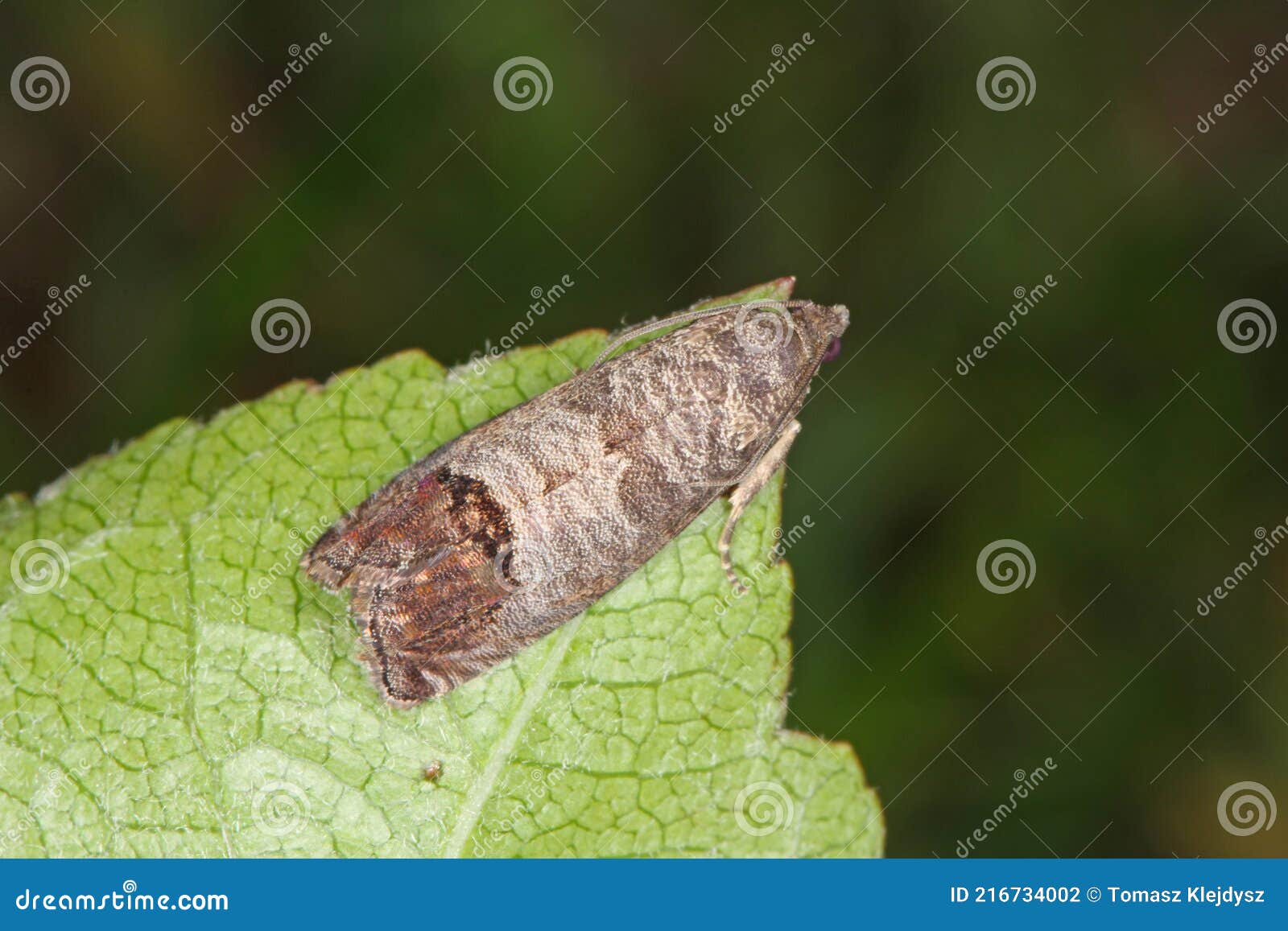 the codling moth cydia pomonella is a member of the lepidopteran family tortricidae. it is major pests to agricultural crops
