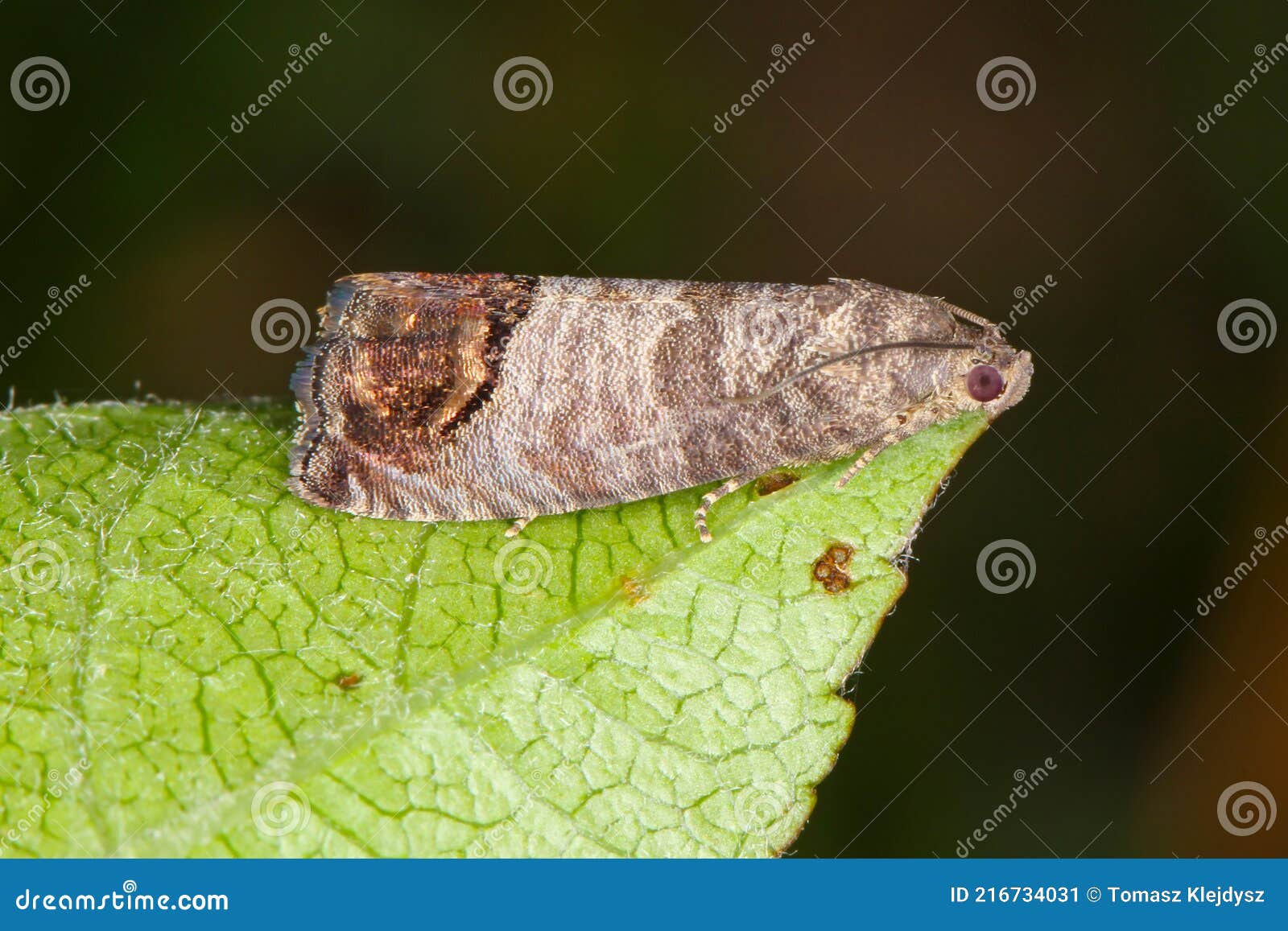 the codling moth cydia pomonella is a member of the lepidopteran family tortricidae. it is major pests to agricultural crops, ma