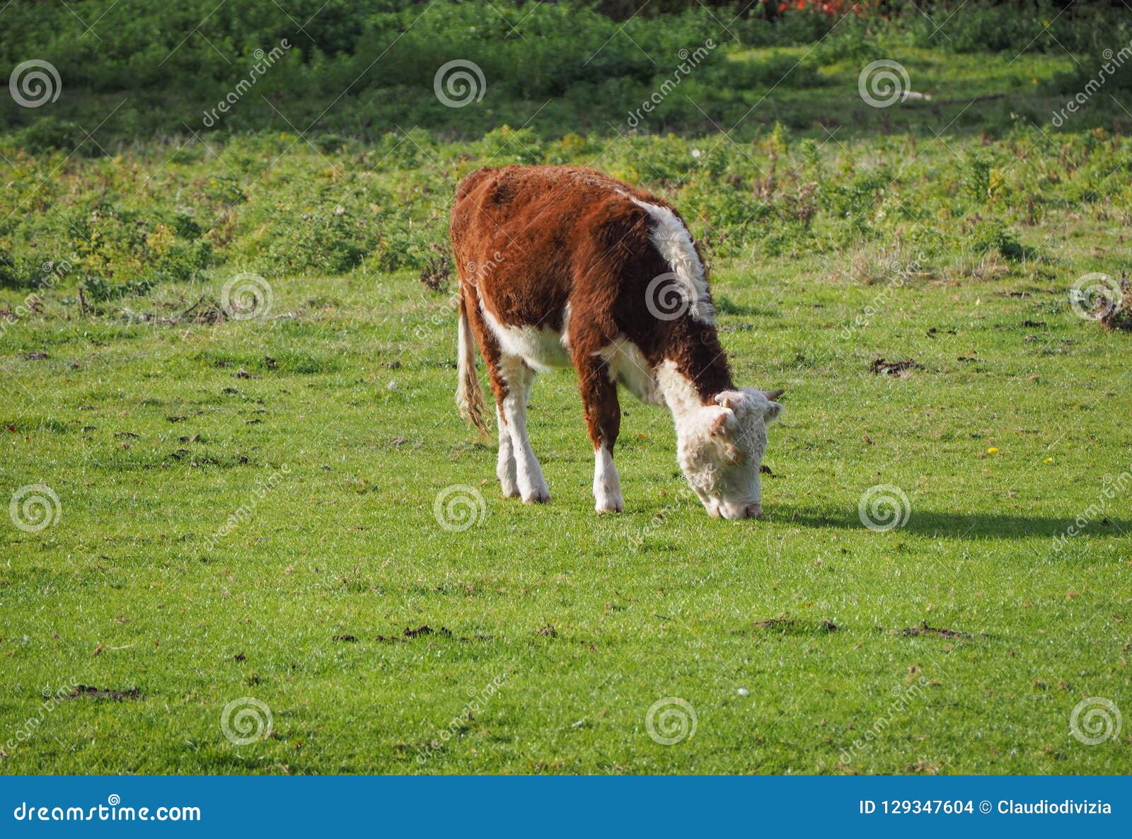 coe fen meadowland cattle in cambridge