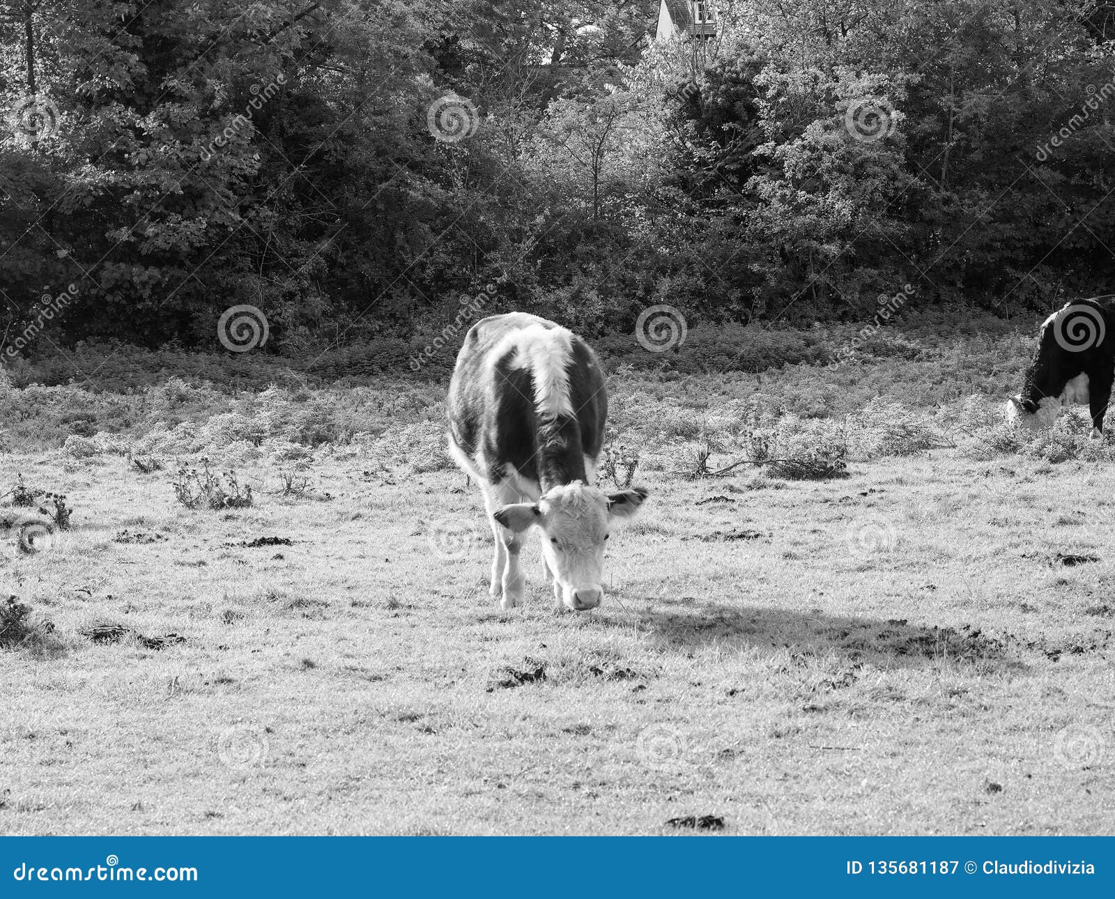 coe fen meadowland cattle in cambridge in black and white