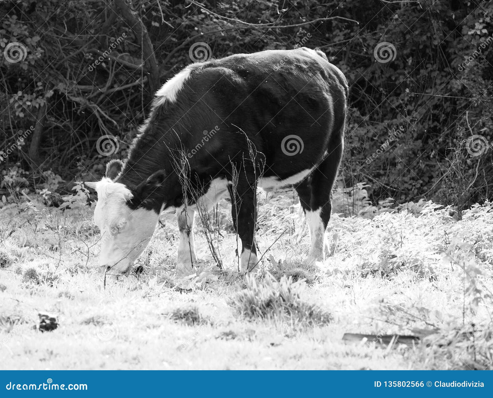 coe fen meadowland cattle in cambridge in black and white