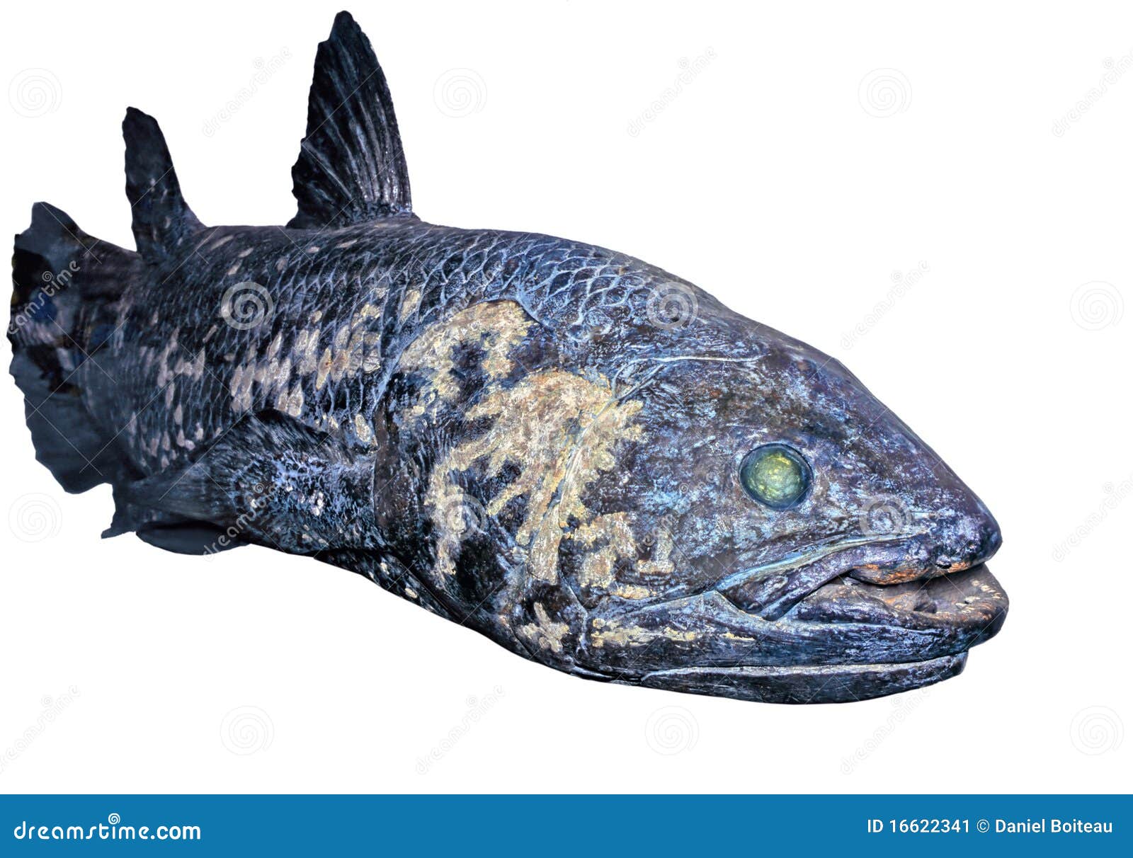Prehistoric Fish Found Alive