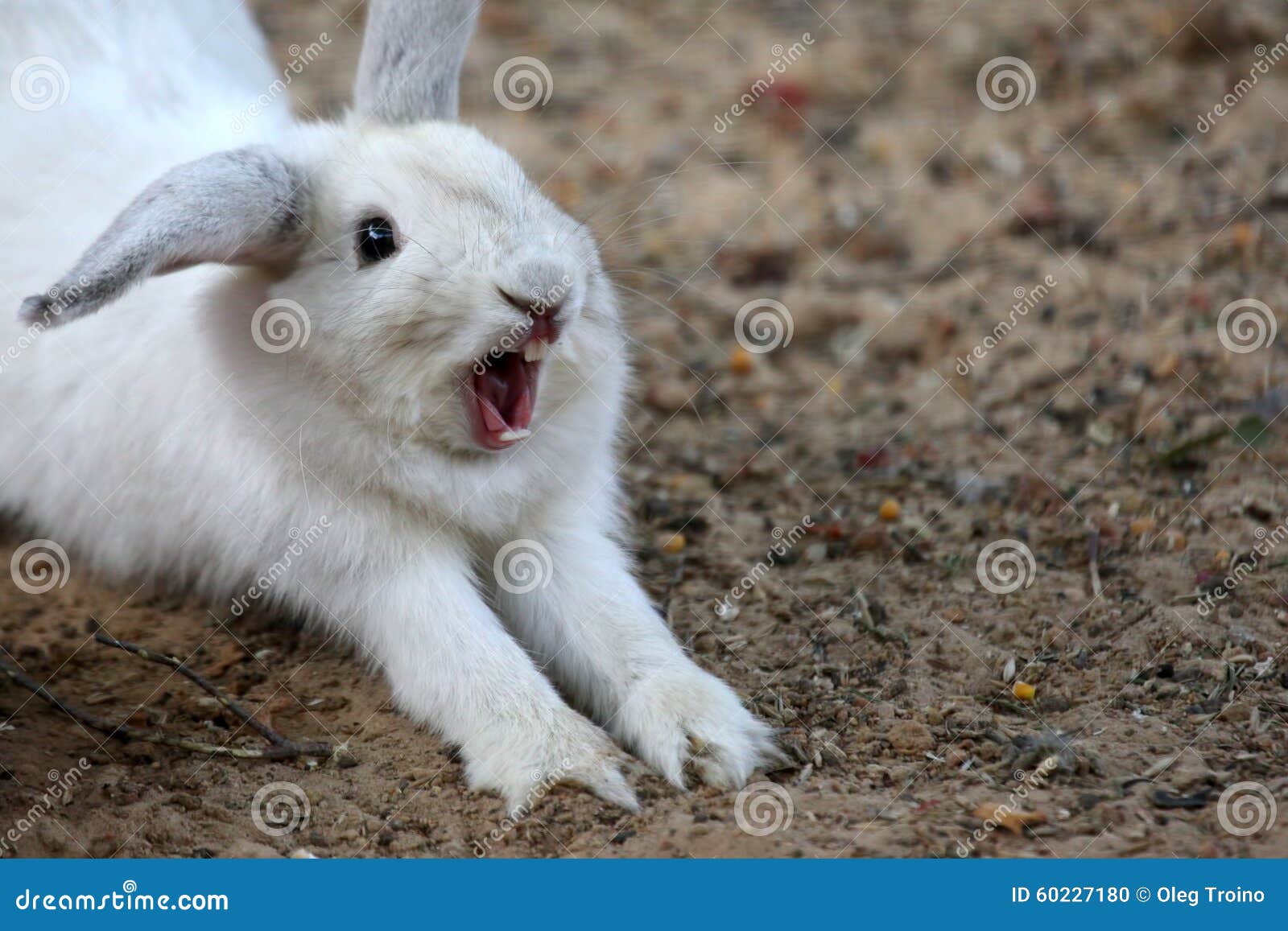 Coelho Branco Com Sua Boca Aberta Foto de Stock Imagem de pelaria