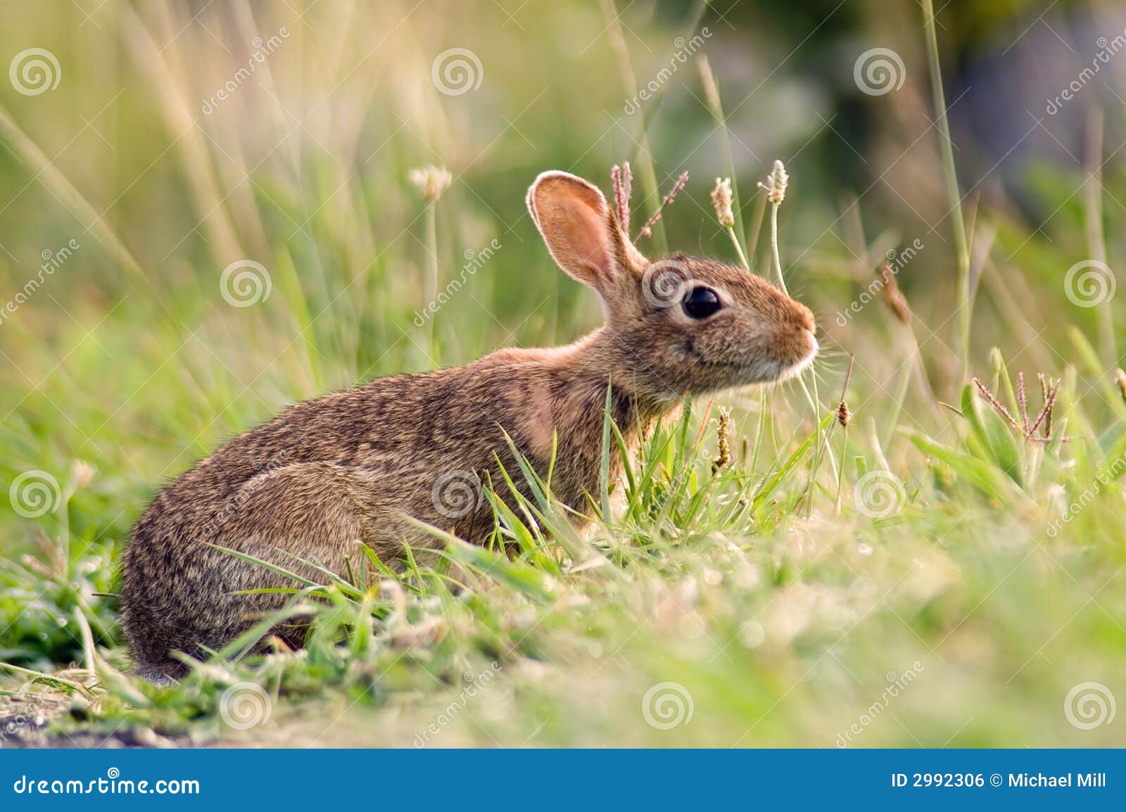 Um coelho de coelho alerta na grama.