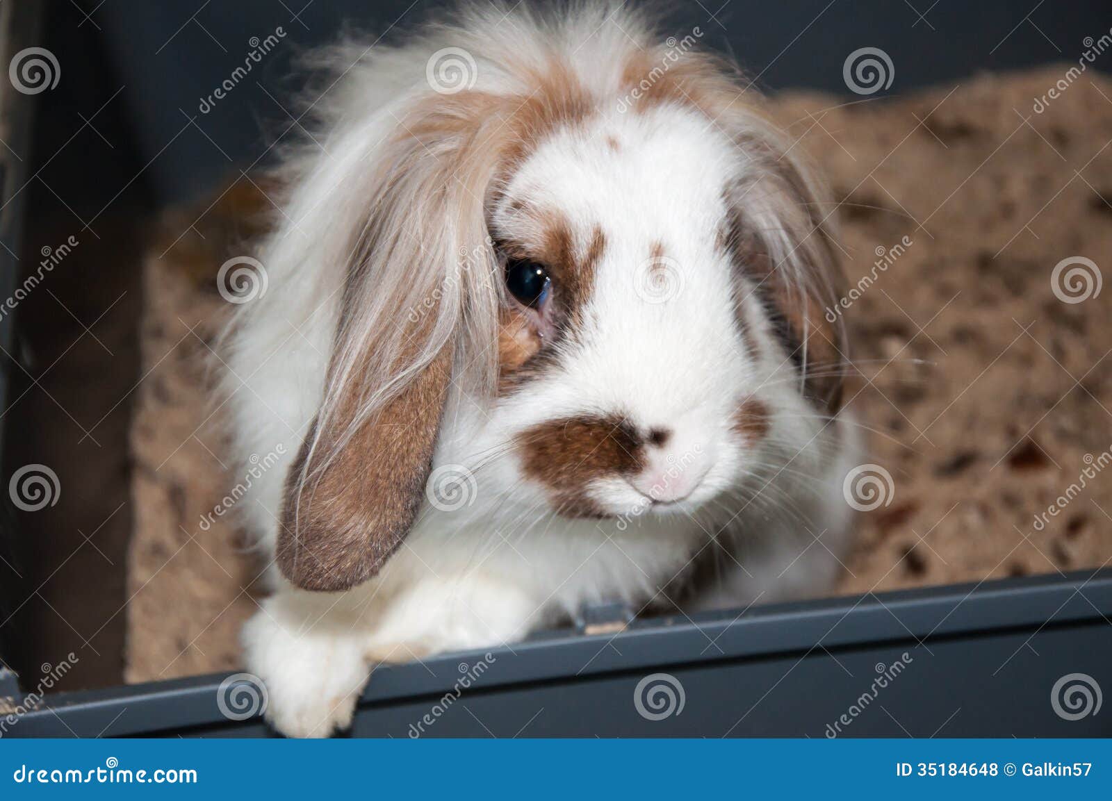 Coelho Angorá De Orelhas Caídas Foto de Stock - Imagem de cabelo, orelha:  35184648, image size:1600x1153