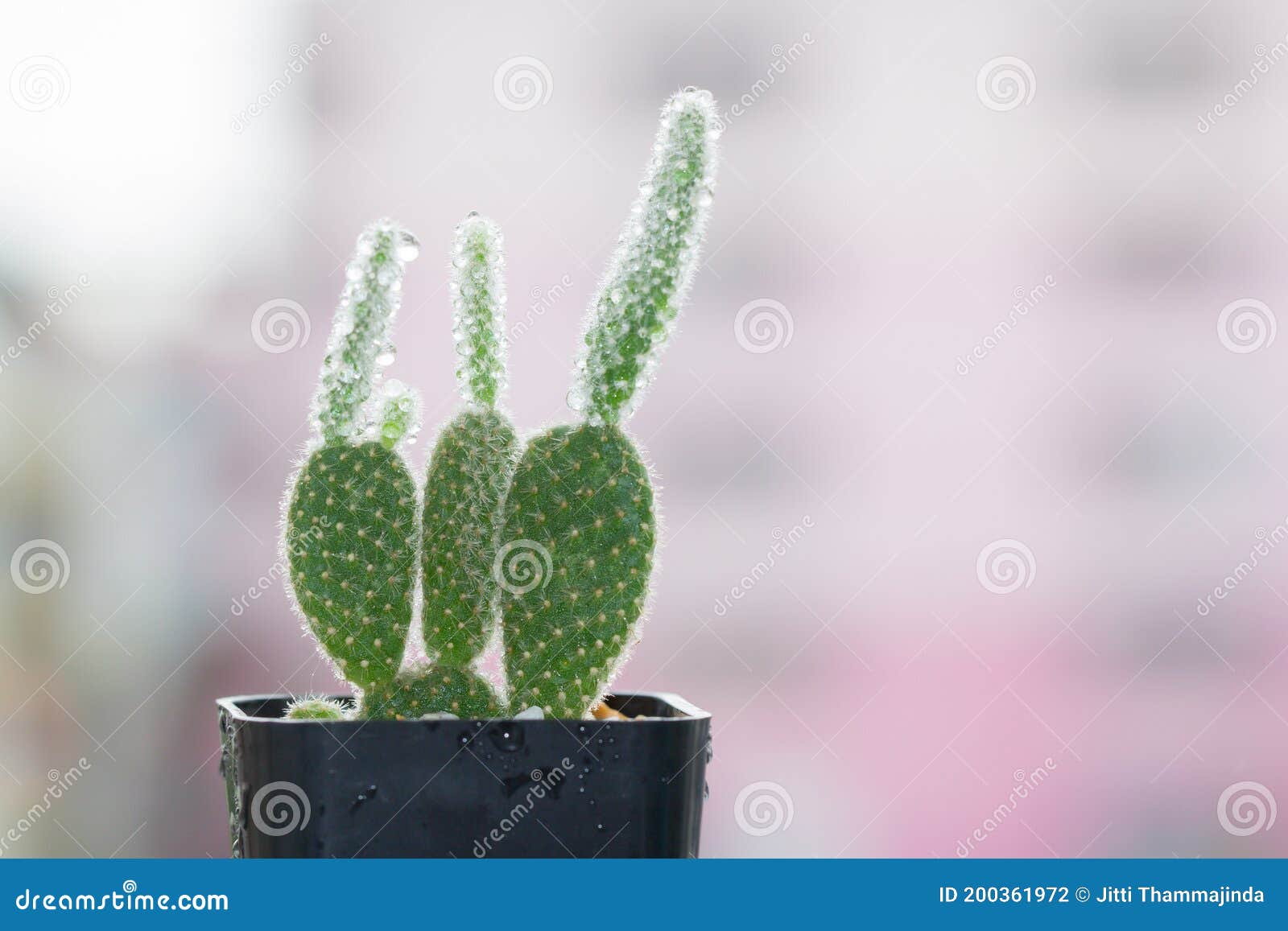 Coelho Do Cacto Orelha Opuntia Microdasys Foto de Stock - Imagem de jardim,  flora: 200361972