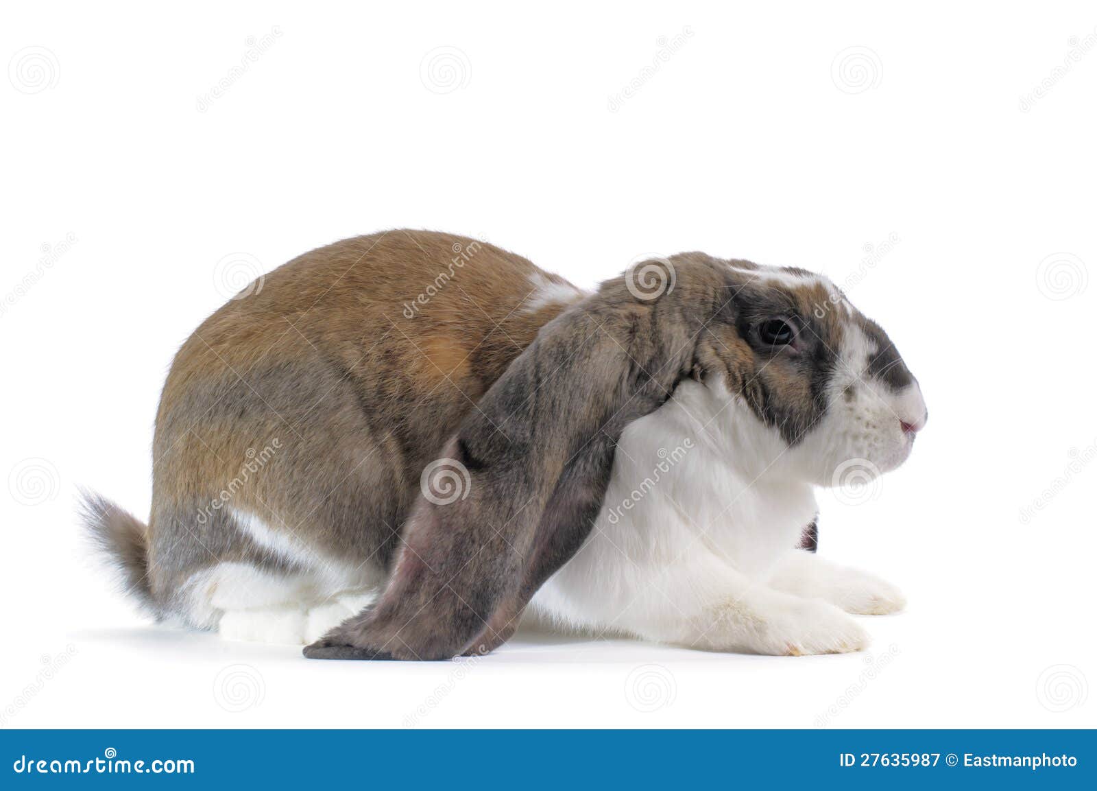 Coelho Inglês De Orelhas Caídas Imagem de Stock - Imagem de olhar, animal:  27635987, image size:1600x1153