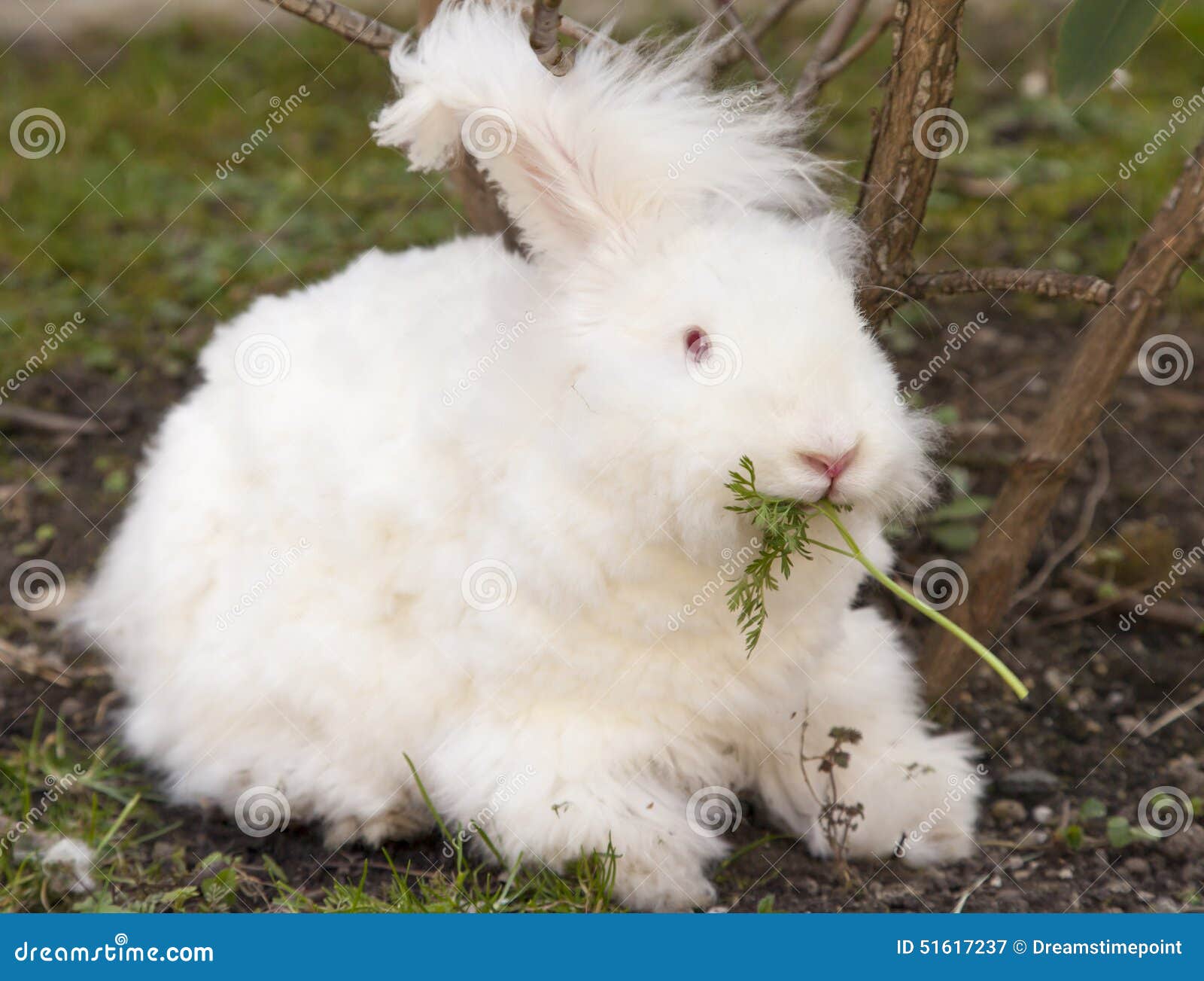 Coelho Angorá Fofo a Comer Ervas Na Relva Imagem de Stock - Imagem de  campo, verde: 51617237, image size:1600x1303