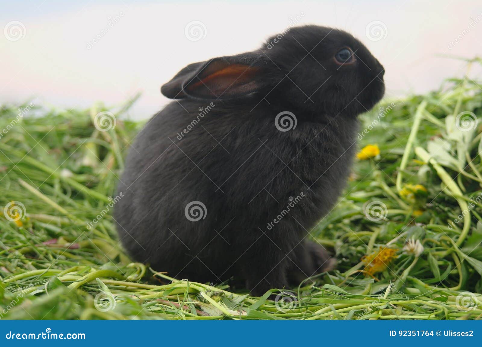 Featured image of post Fotos De Coelhos Preto - Acabamentos do tipo soleiras, pingadeiras, balcões e escadas também se beneficiam da beleza e resistência do material.