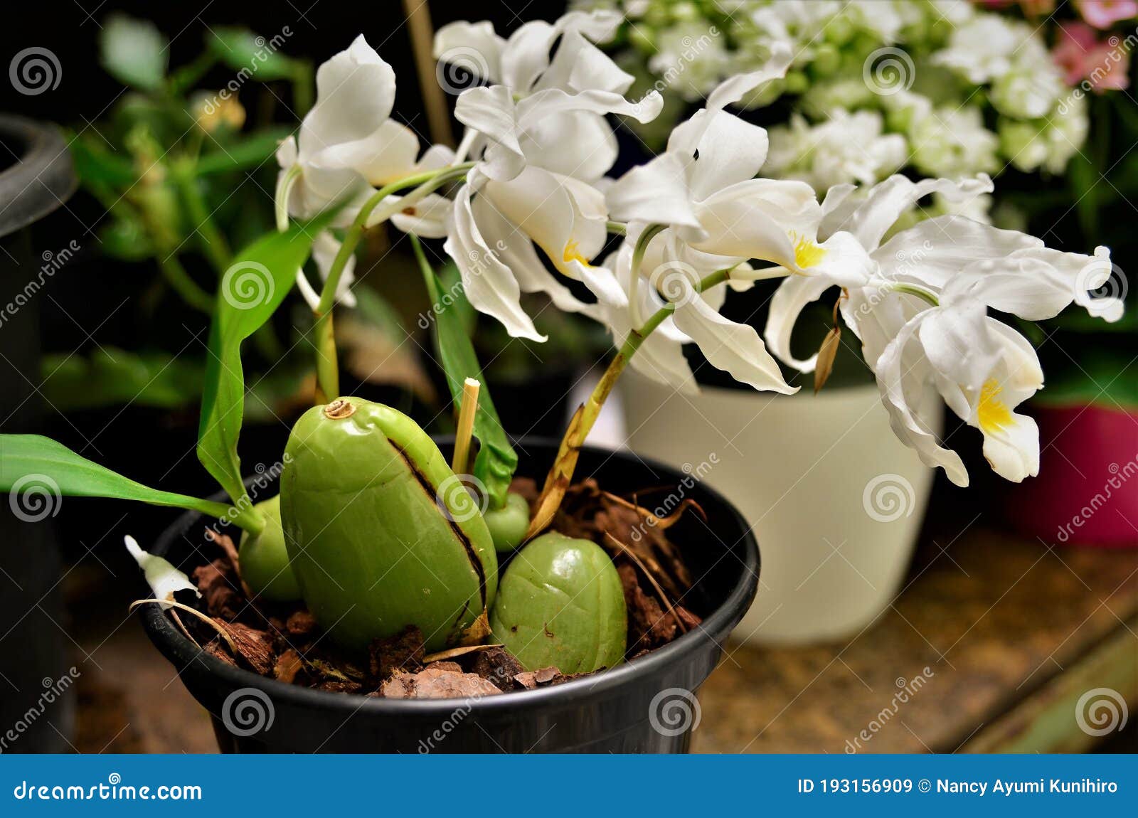 vaso com flores brancas da orquÃÂ­dea coelogyne cristata
