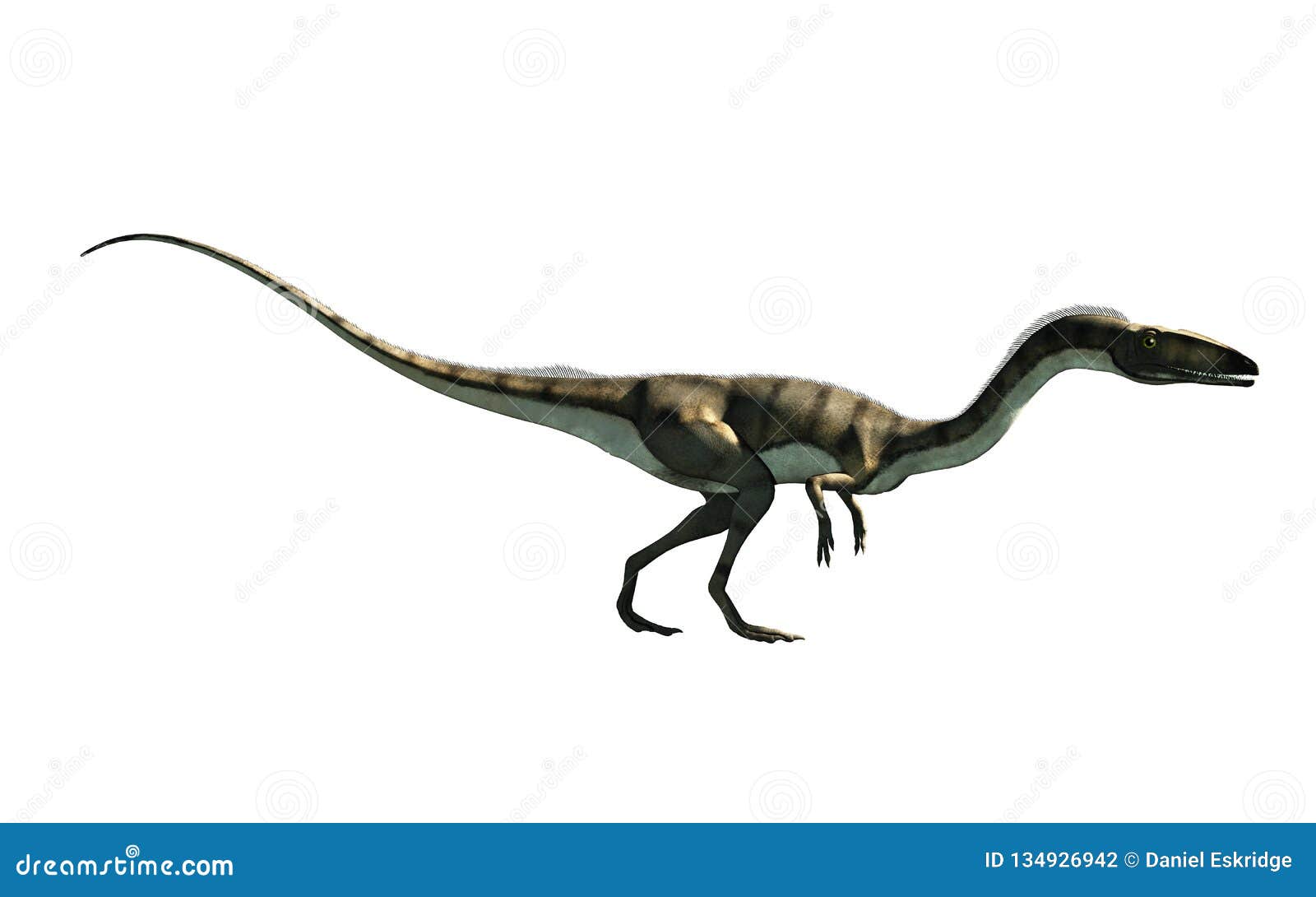 Coelophysis Ohne Hintergrund Stock Abbildung Illustration Von Ohne Coelophysis