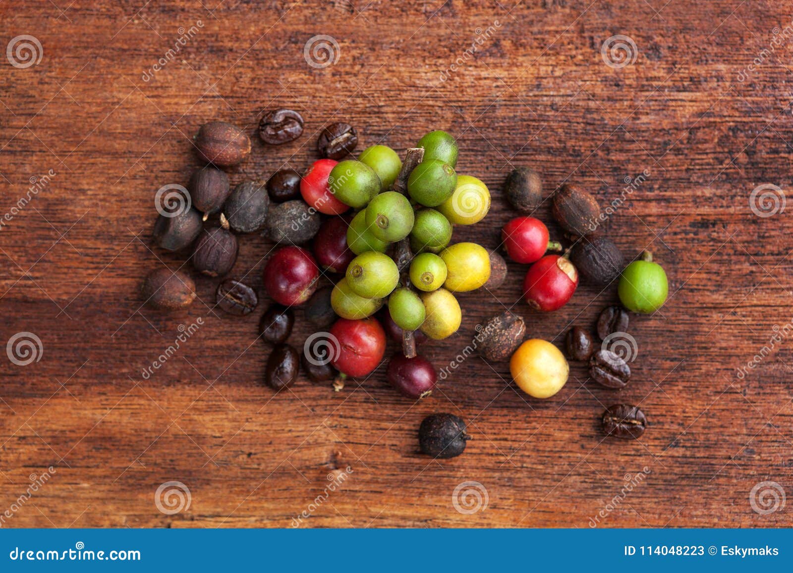 coffea fruit and coffee beans.