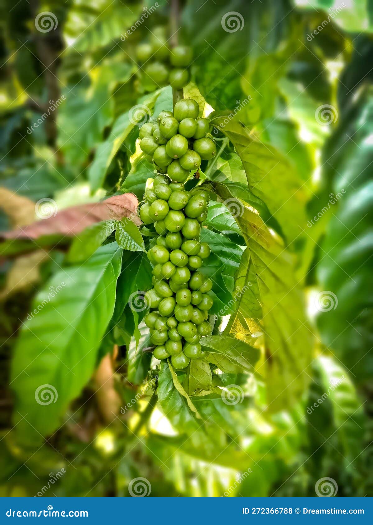 Coffea is a Genus of a Number of Treeshaped Plants, Some of Which are