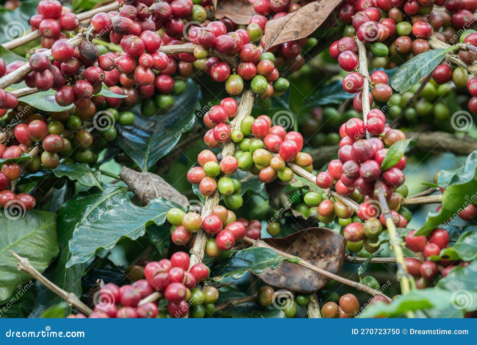 Coffee Bean on a Branch of Coffee Tree. Stock Photo Image of vegetable, leaf 270723750