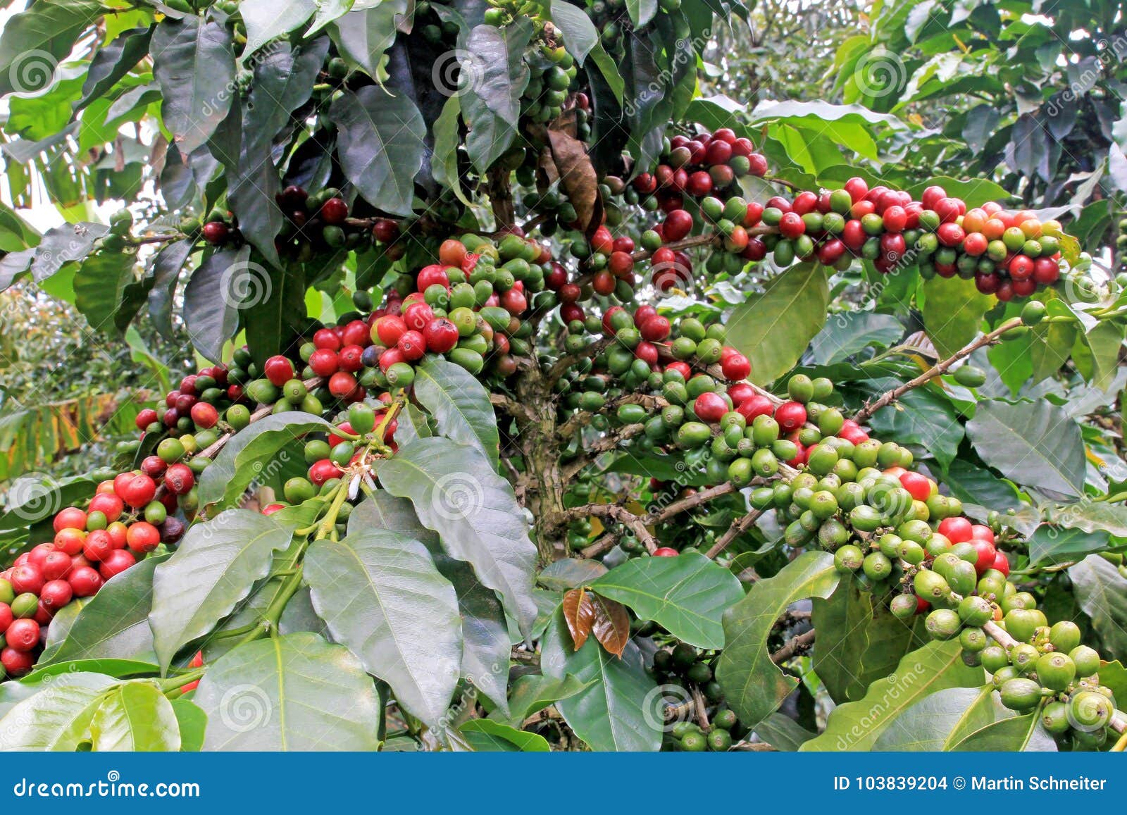 coffee bean, coffee cherries or coffee berries on coffee tree, near el jardin, antioquia, colombia