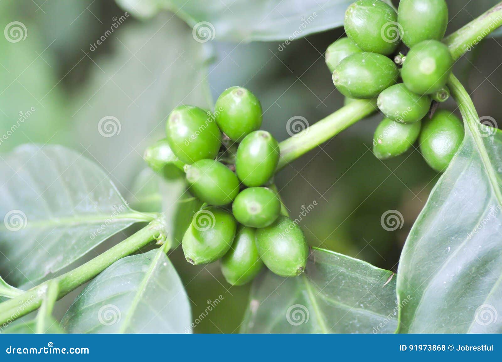 Coffee Bean on Coffee Plant Stock Photo Image of outdoor, leaf 91973868