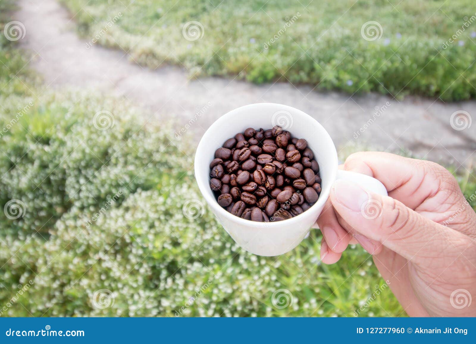Coffee Bean in Cup on Grass Field Background Stock Photo Image of