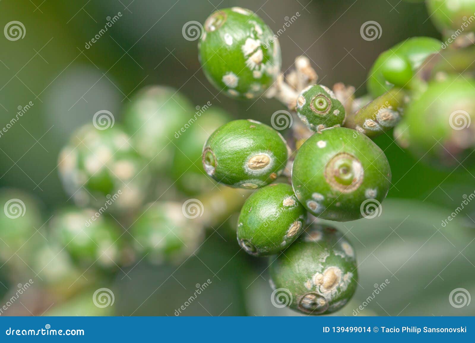 coffee bean green fruits closeup with cochineal plague - not mature - coffea arabica