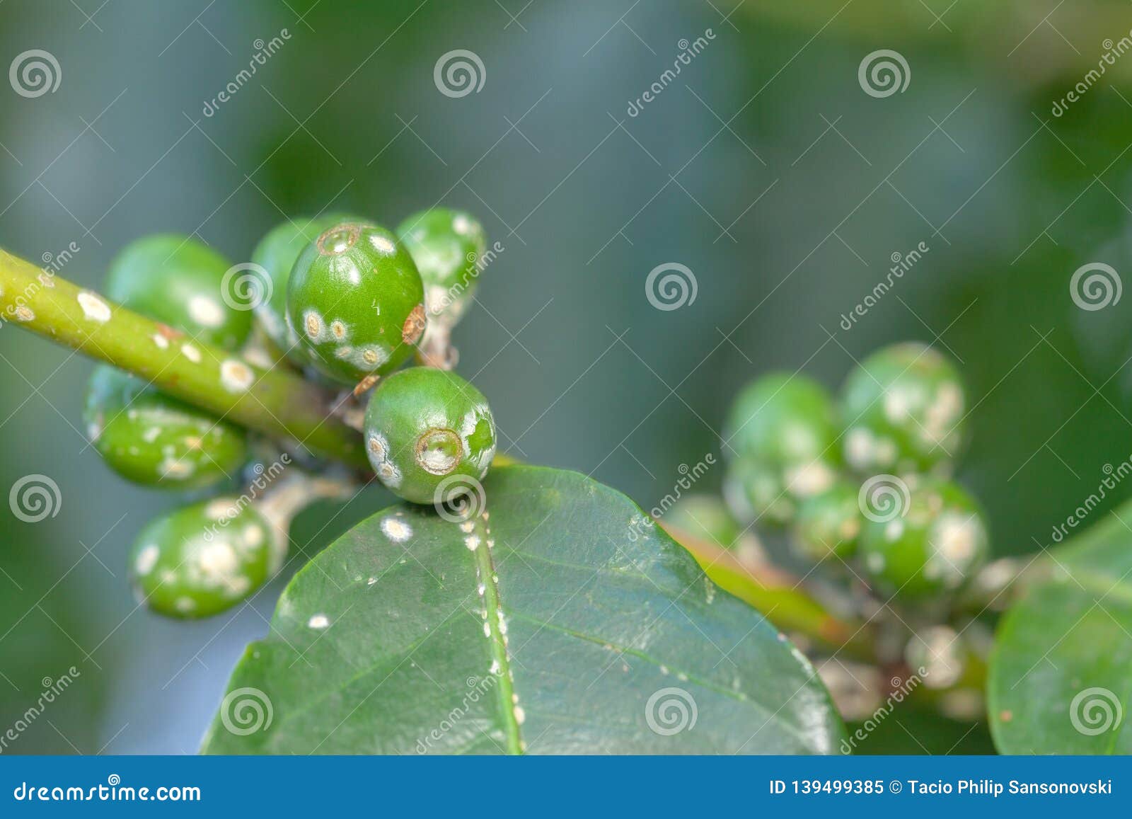 coffee bean green fruits closeup with cochineal plague - not mature - coffea arabica