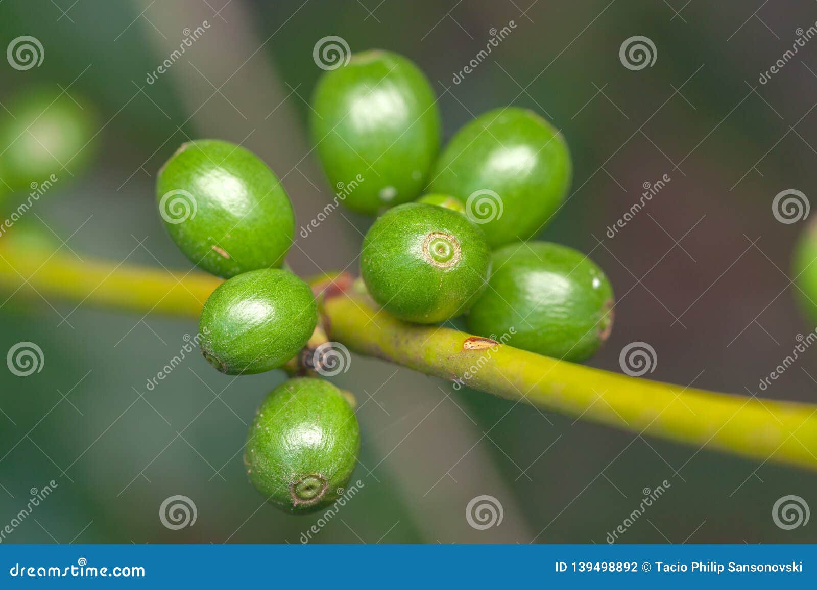 coffee bean green fruits closeup - not mature - coffea arabica