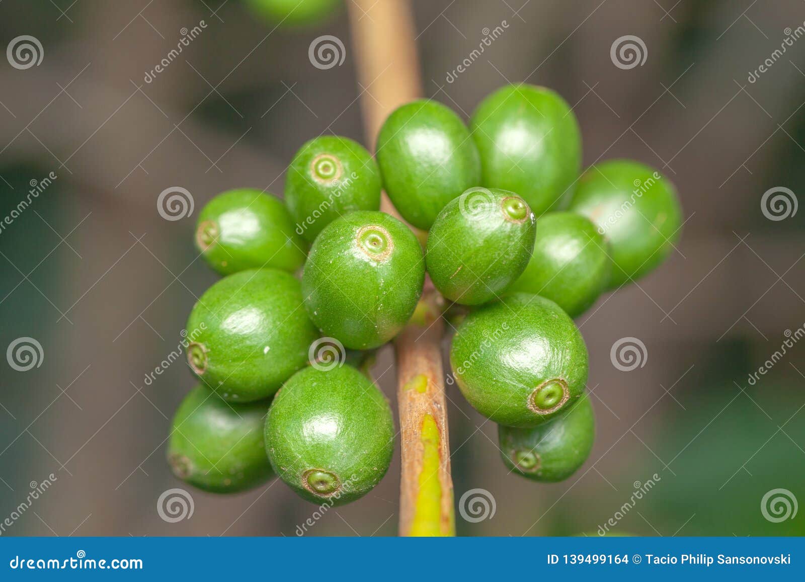 coffee bean green fruits closeup - not mature - coffea arabica