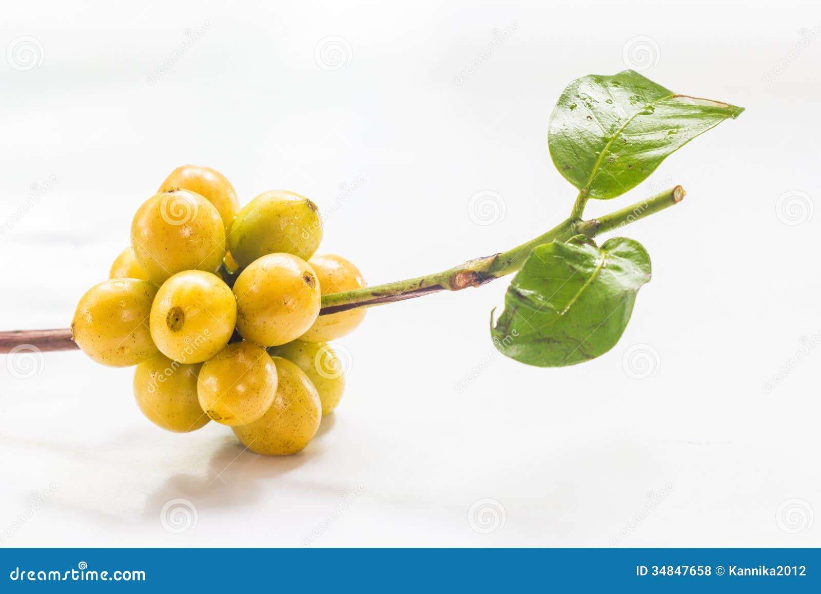 Coffee bean on green leaf stock photo. Image of ripe 34847658