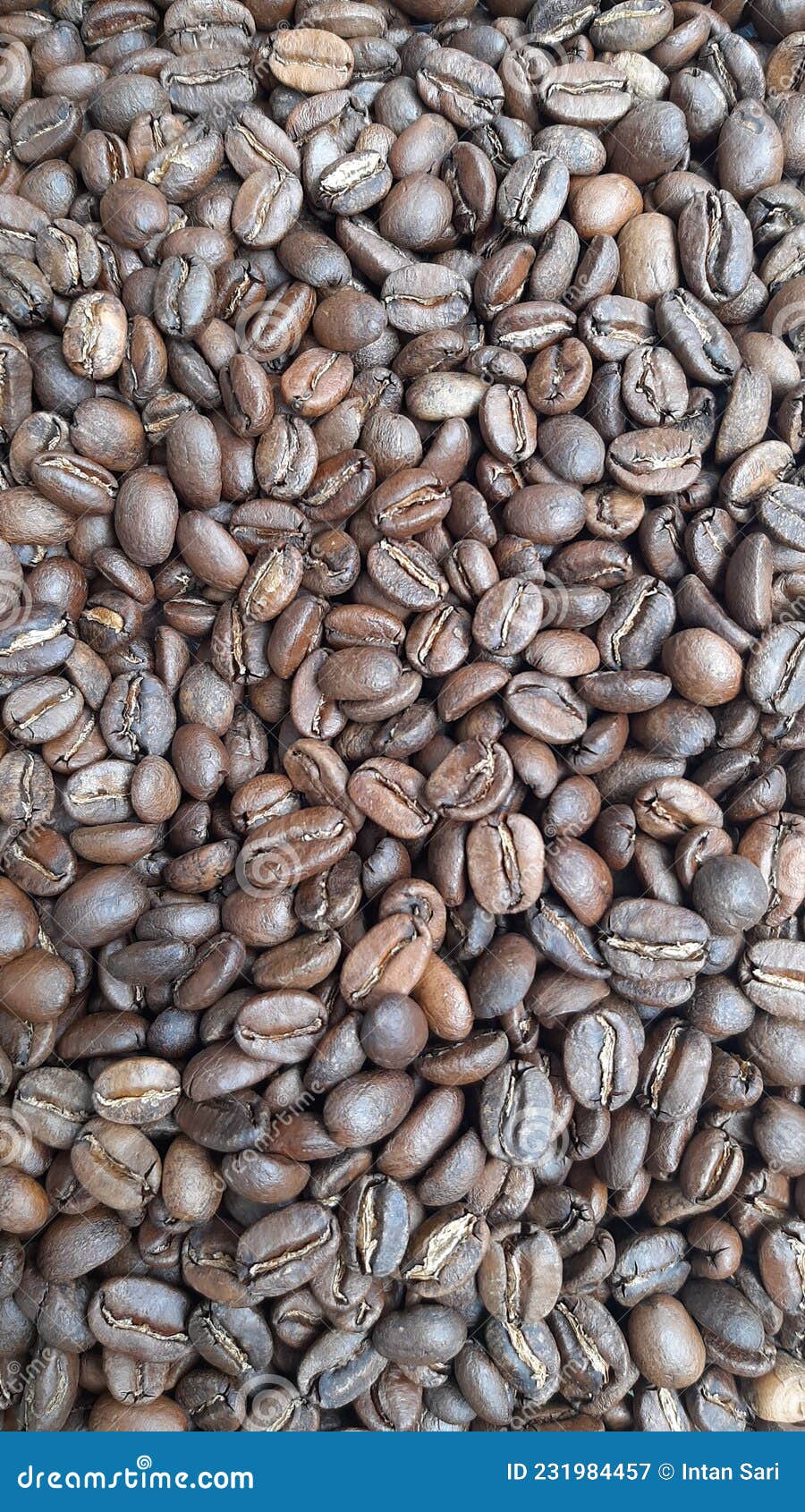 Coffee bean medium roast stock image. Image of agriculture 231984457