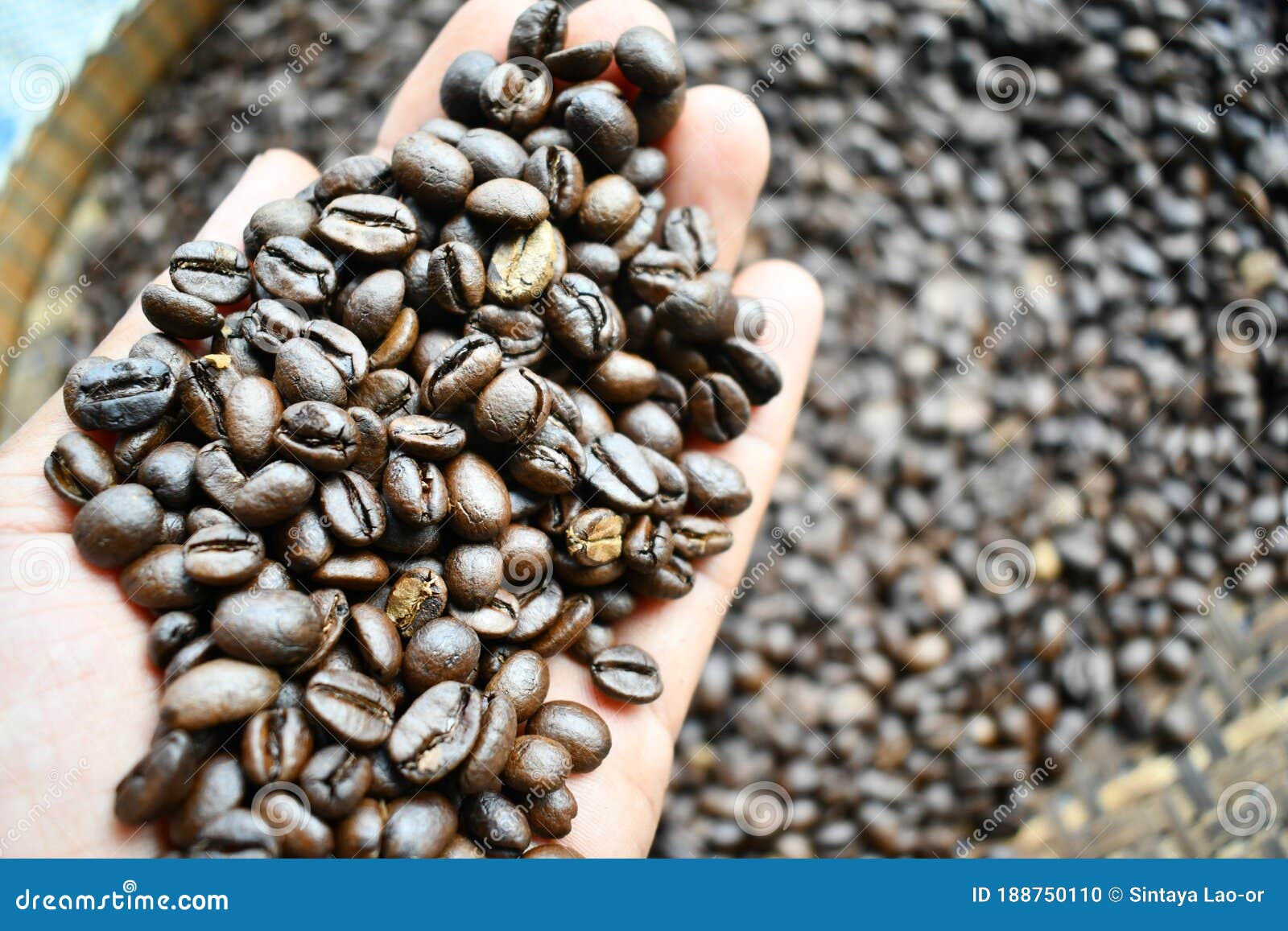 Coffee Bean Organic Dark Roasted Stock Photo Image of ingredient