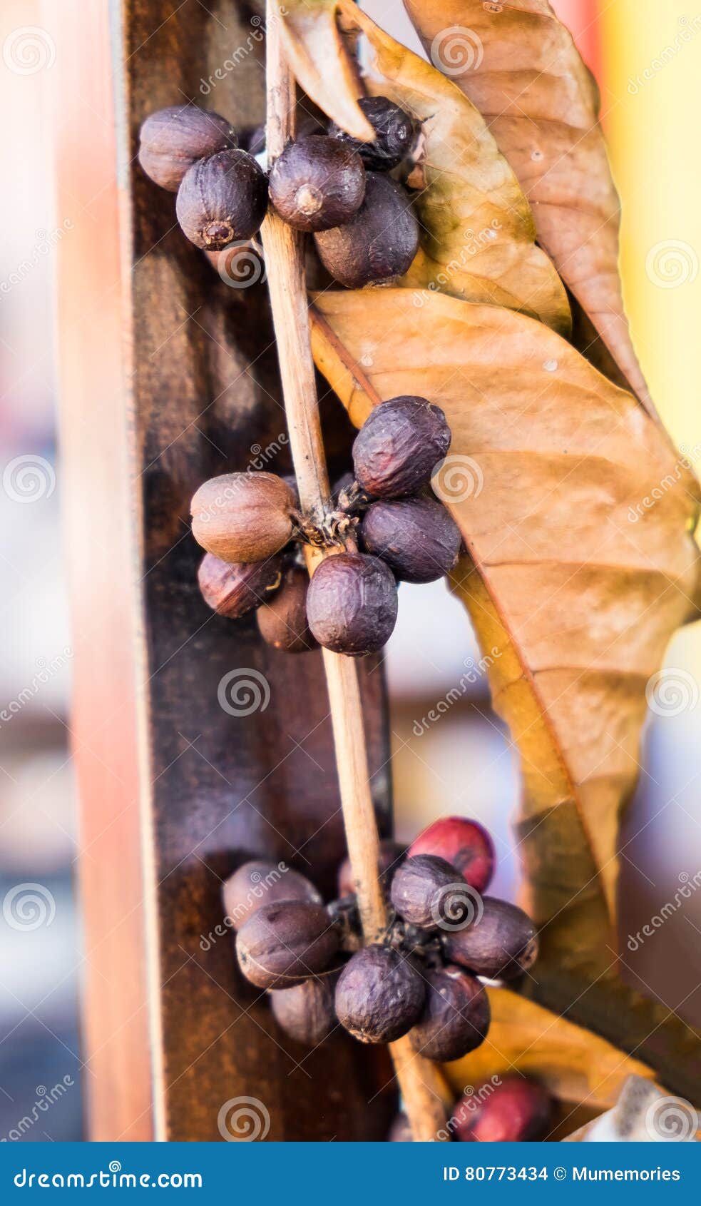 Coffee bean plant leaf dry stock photo. Image of brown 80773434