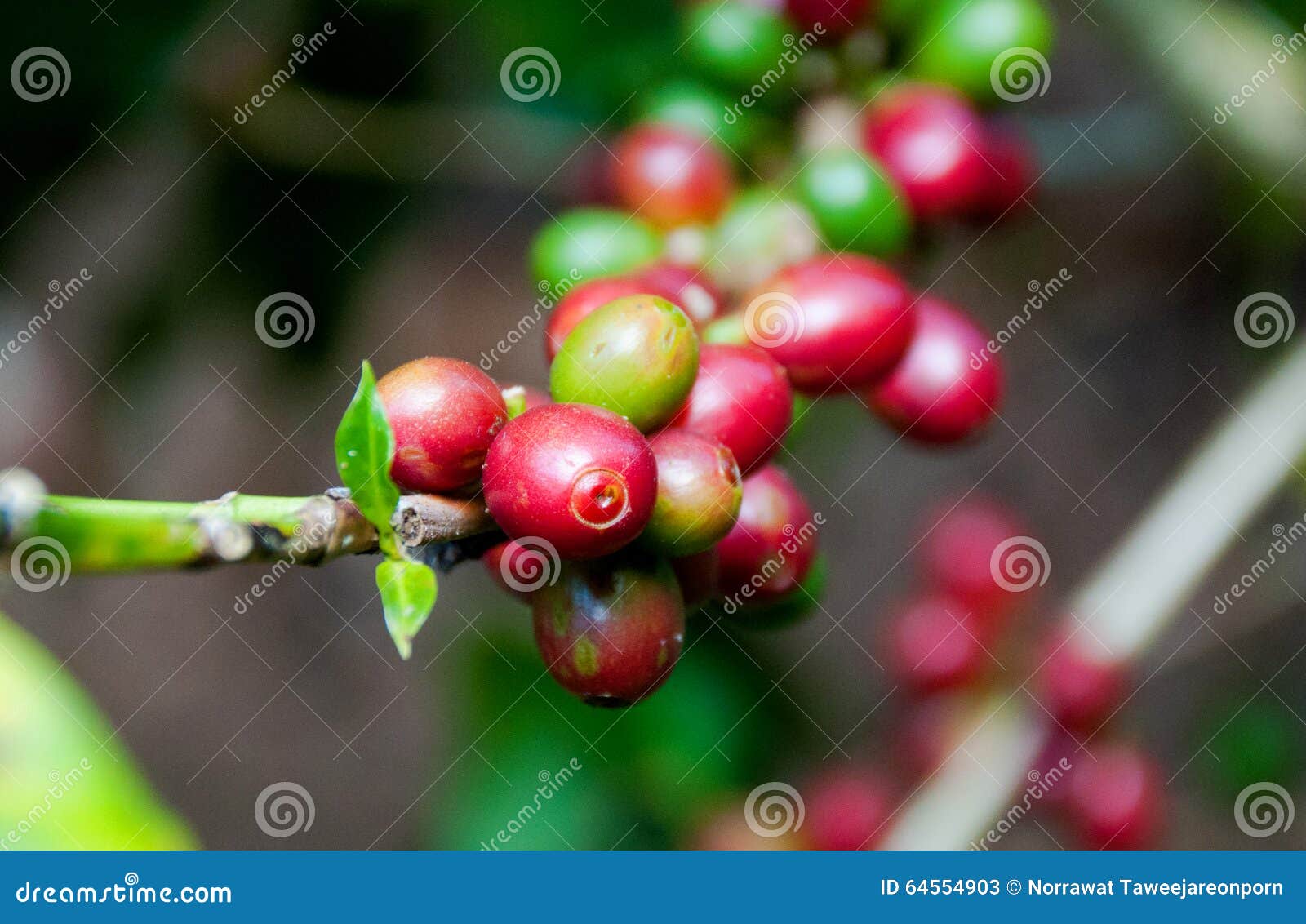 Coffee bean on tree. stock image. Image of farm, fresh 64554903