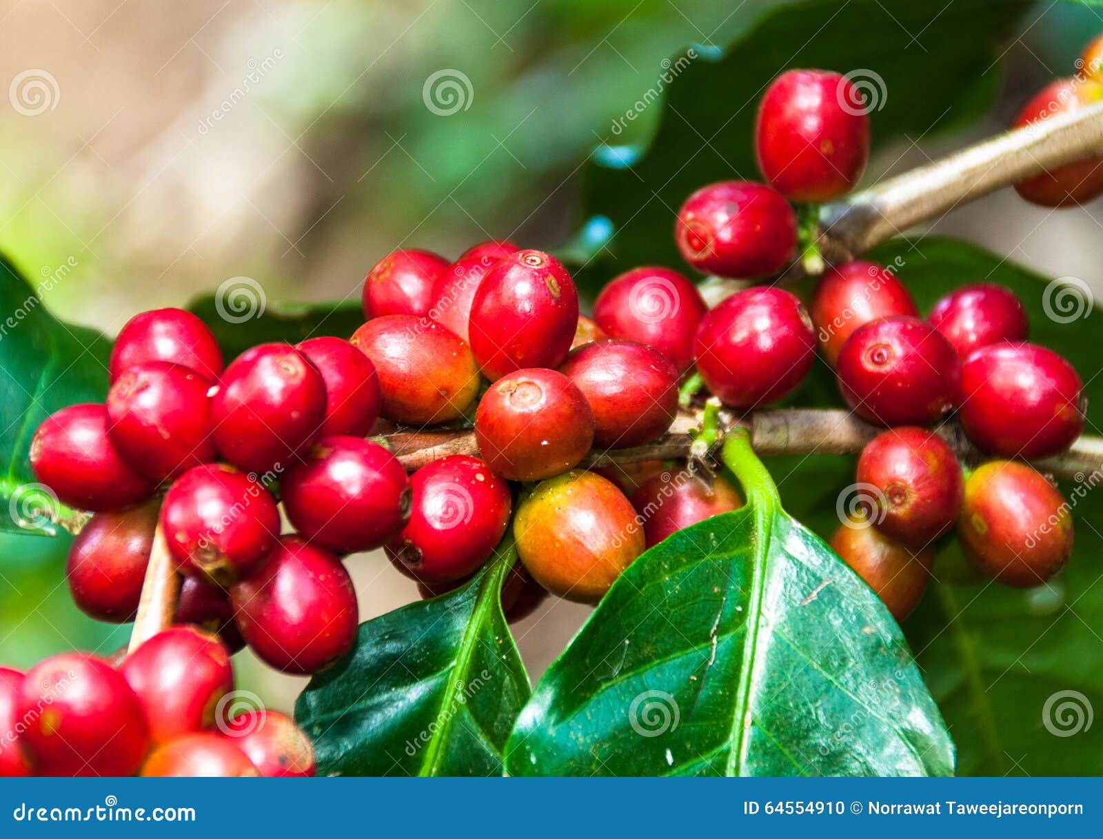 Coffee bean on tree. stock photo. Image of grow, natural 64554910