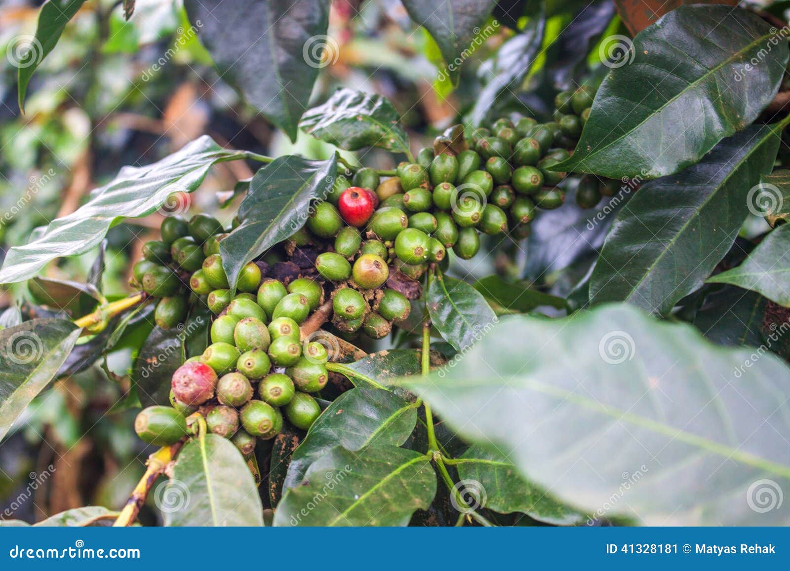 Coffee Beans stock image. Image of crop, leaves, beans 41328181