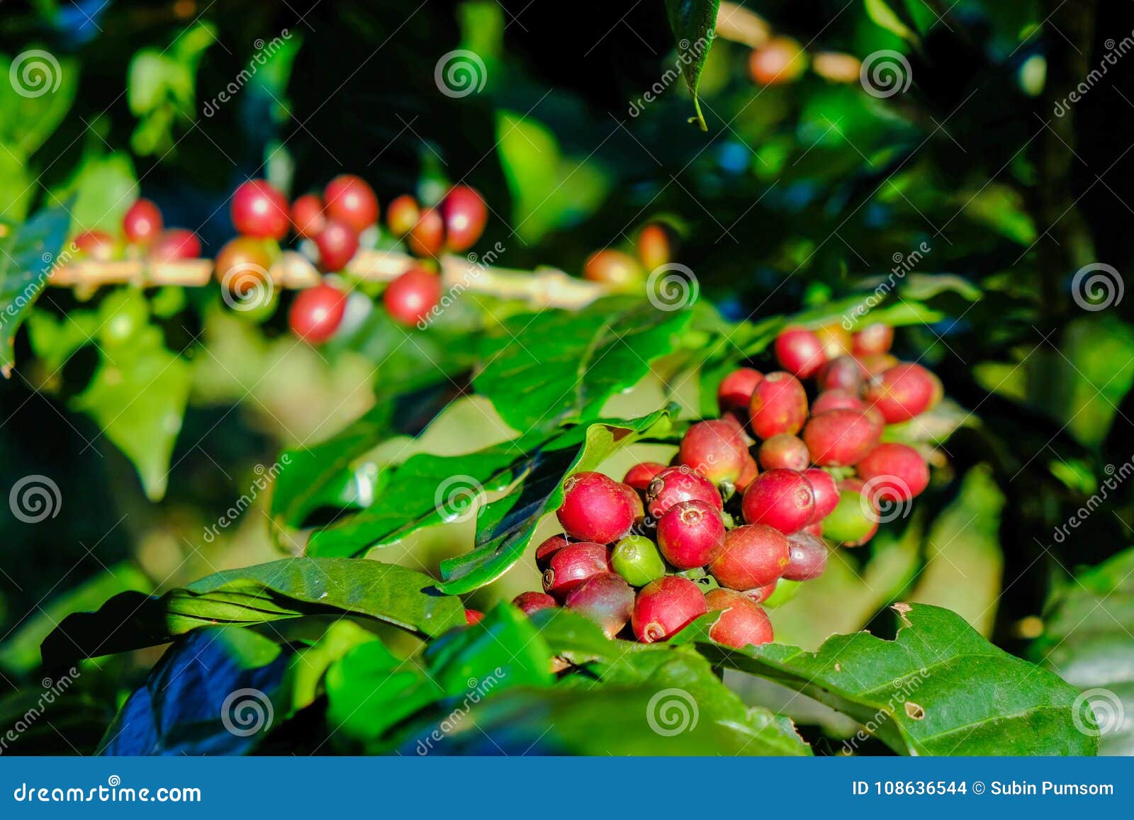 Coffee Beans on the Branch. Stock Photo Image of beverage, coffee