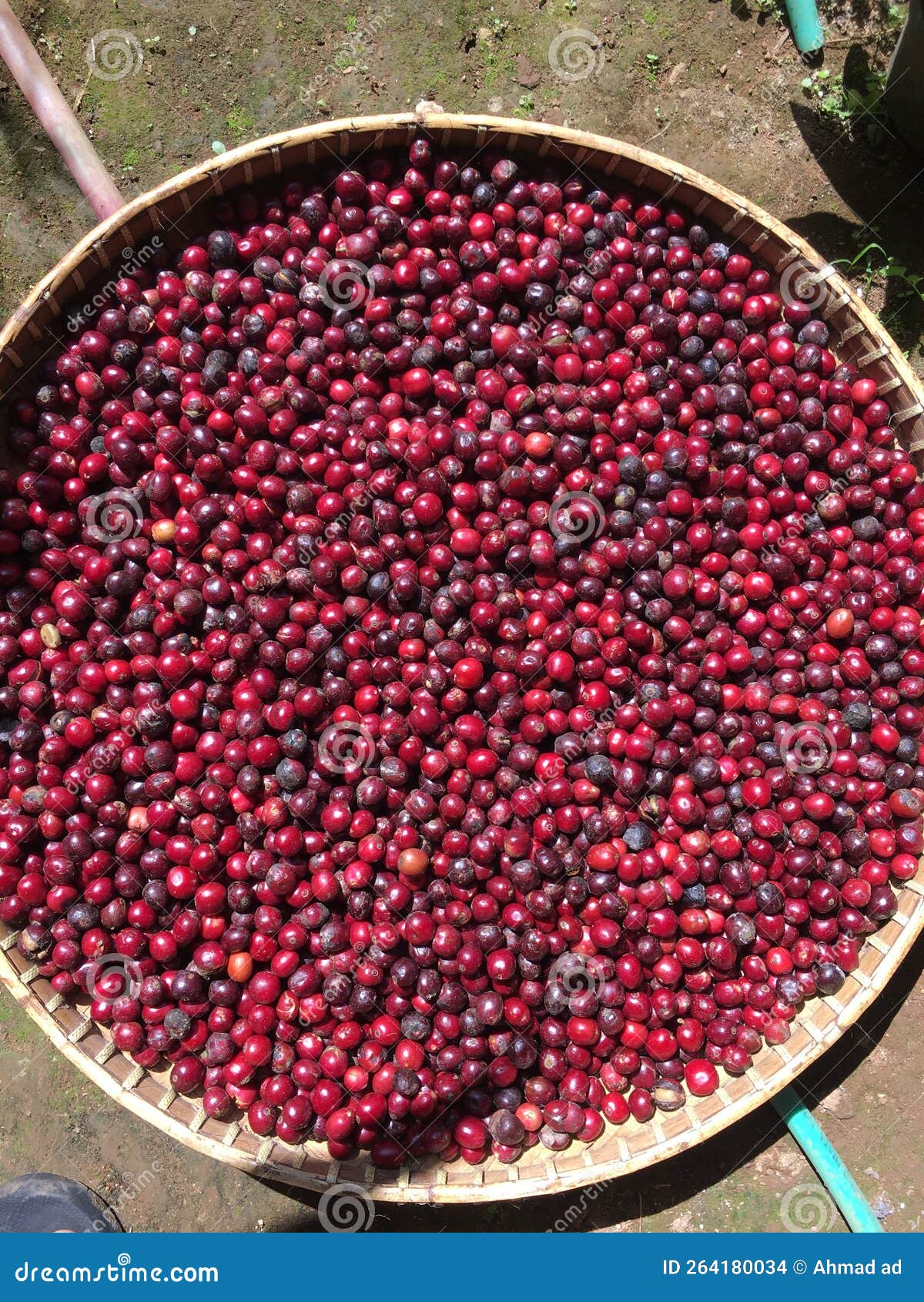 Coffee beans stock photo. Image of robusta, fruits, beans 264180034