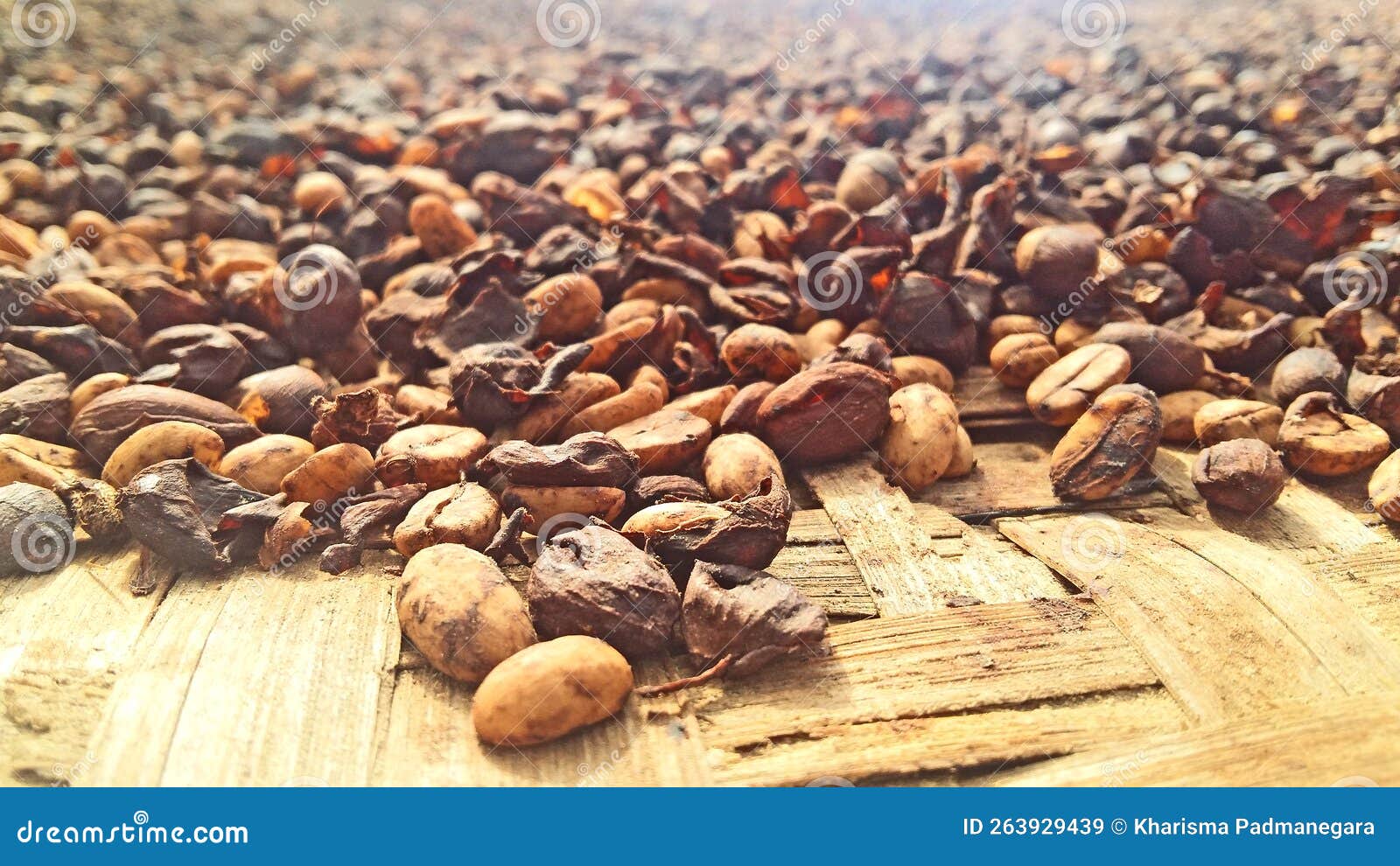 Coffee Beans Process stock image. Image of dessert, farmers 263929439
