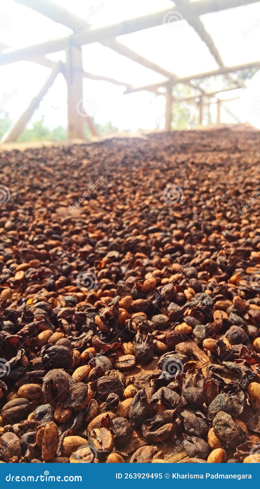 Coffee Beans Process stock image. Image of farming, black 263929495