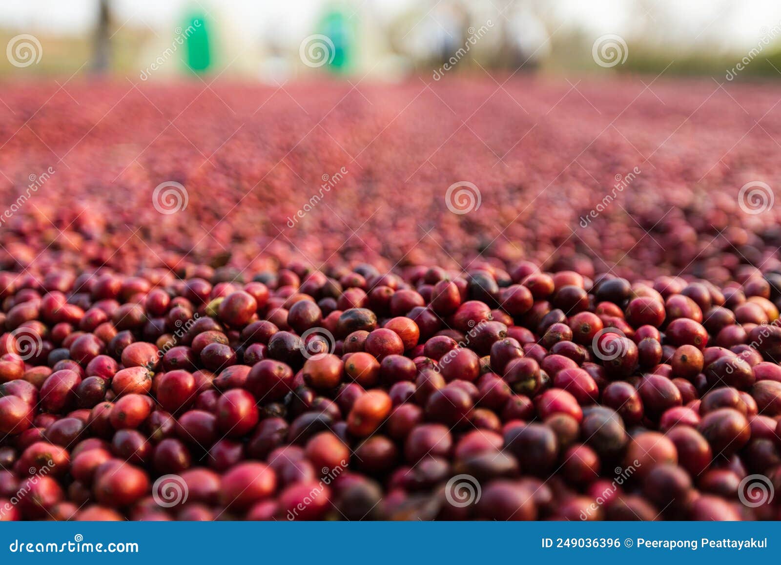Coffee Beans Drying in the Sun. Coffee Plantations at Coffee Farm Stock Photo Image of bush