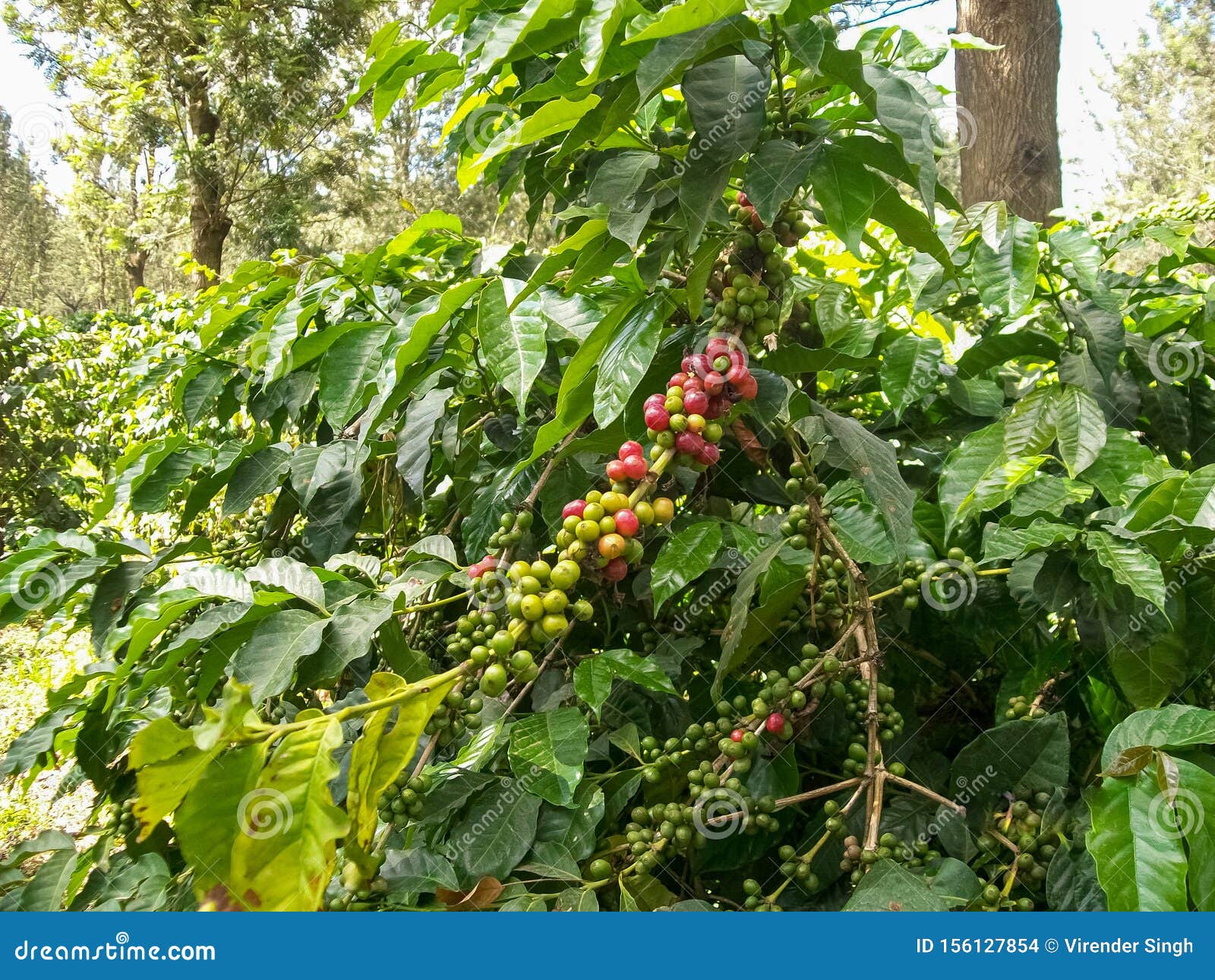 Coffee Beans, Fresh Green and Red Mature Coffee Beans on Tree Stock