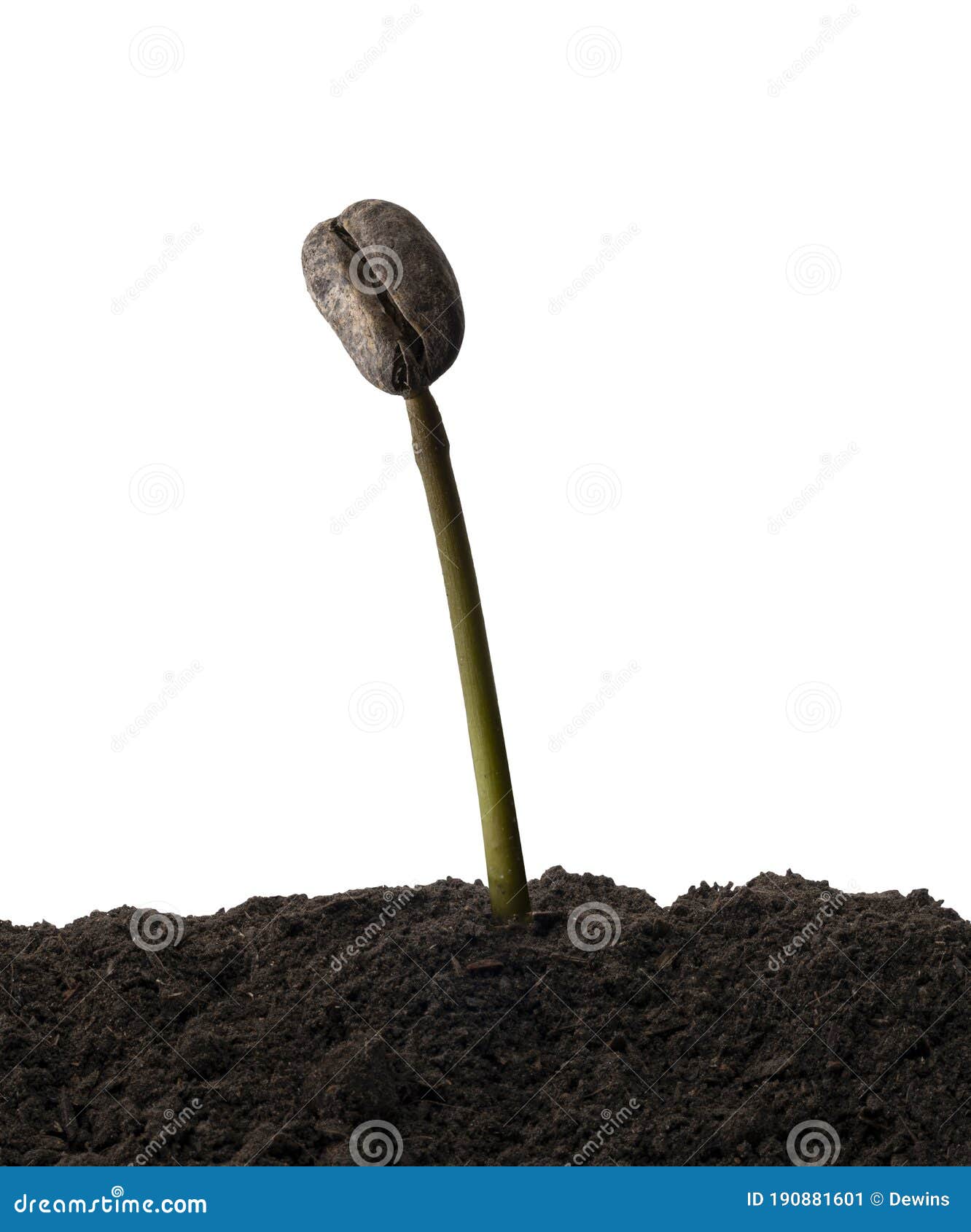 Coffee Beans Germinating, Coffee Bean Seedling in Soil Ground Isolated on White Background with